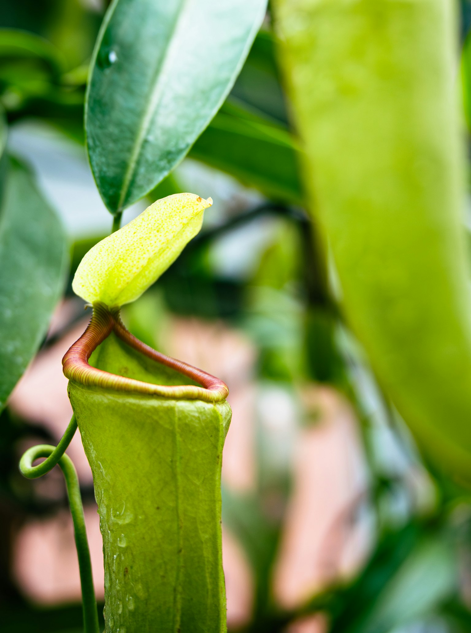 Close-up of a vibrant Nepenthes plant featuring distinctive leaves and a flower