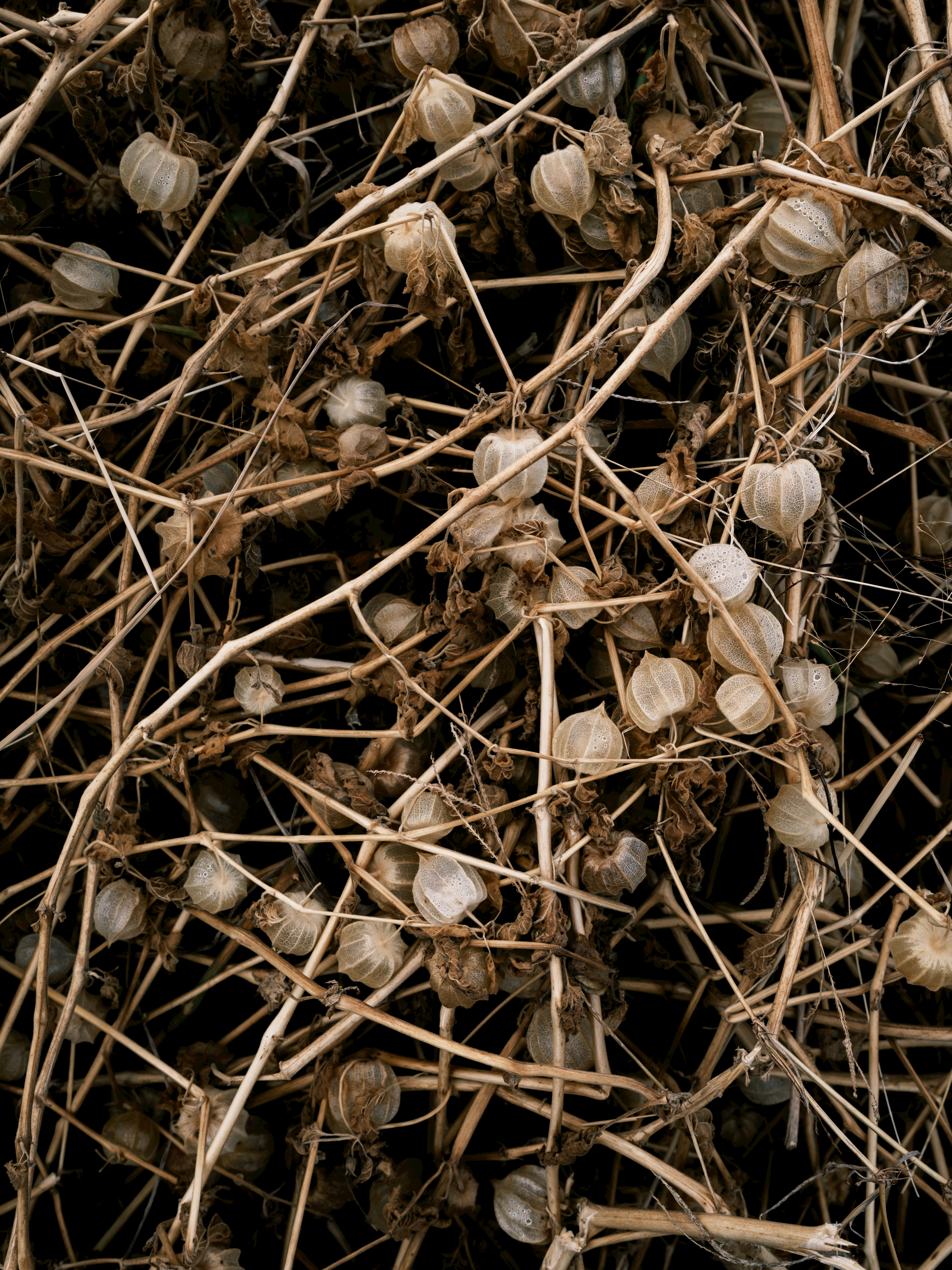 枯れた茎に付いたドライフラワーの実