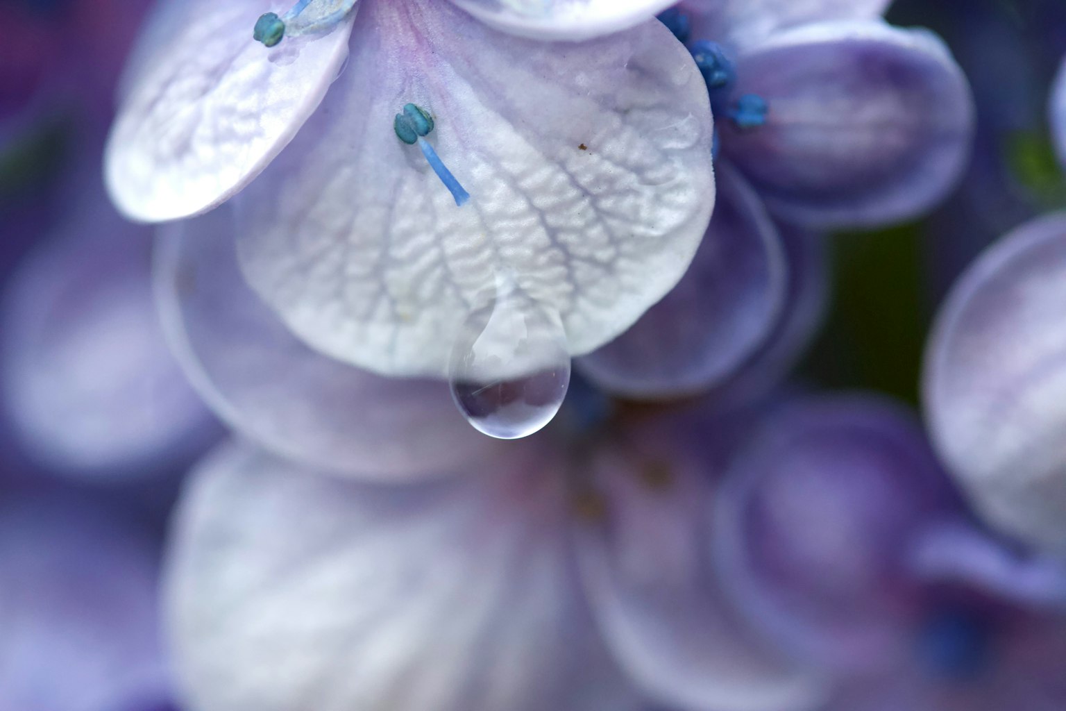 Close-up of purple flower petals with a water droplet