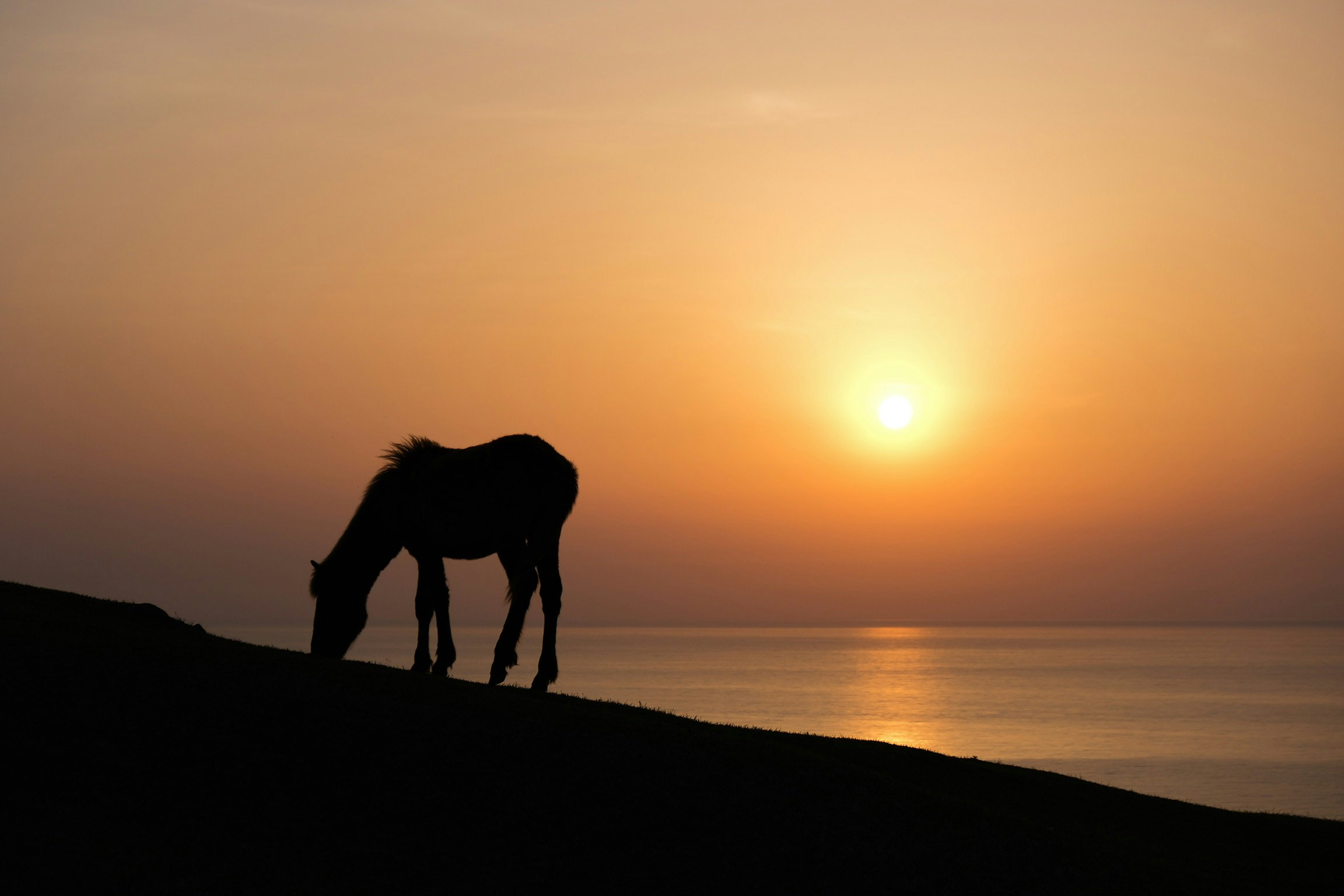 早朝の都井岬で草地に立つ馬と夜明けの海に沈む夕日