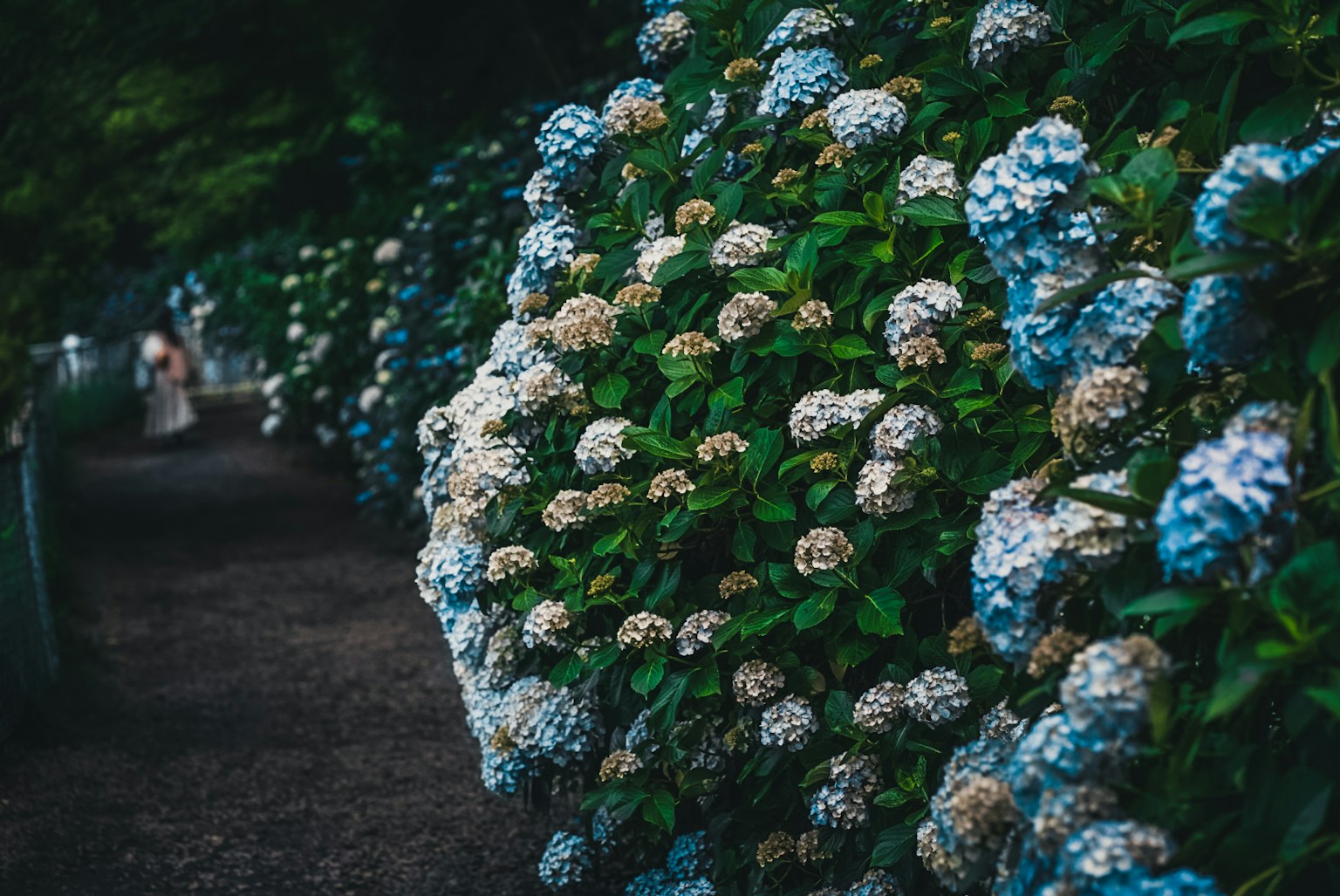 Sentiero fiancheggiato da ortensie blu e bianche