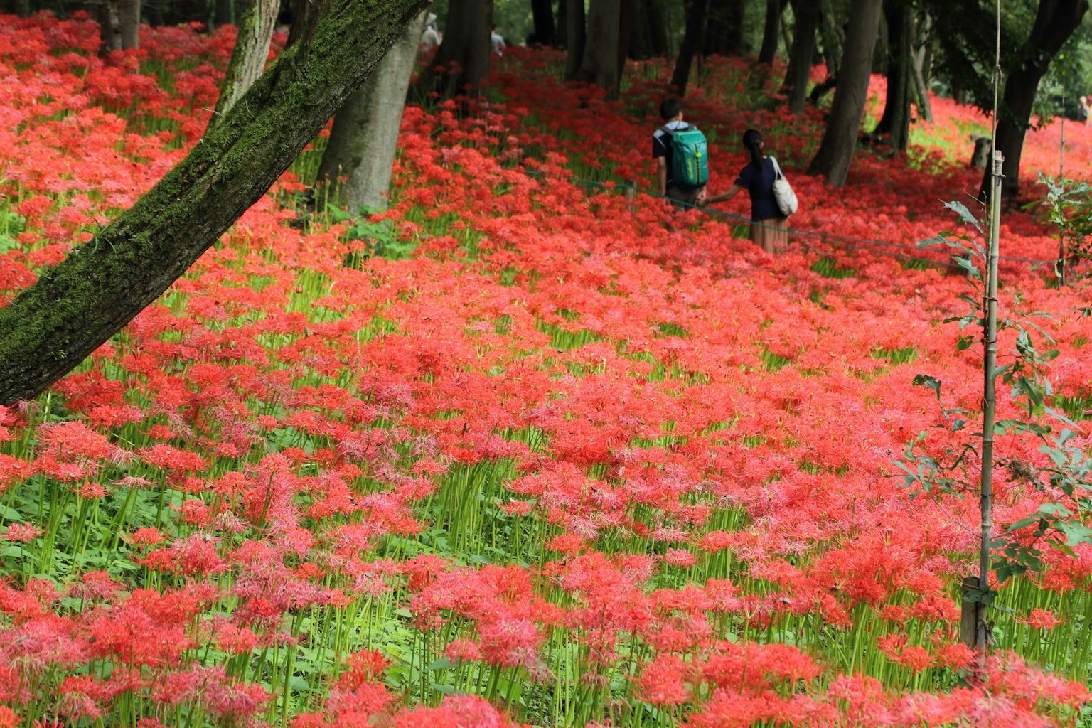 Personas caminando a través de un vibrante campo de flores rojas en un bosque