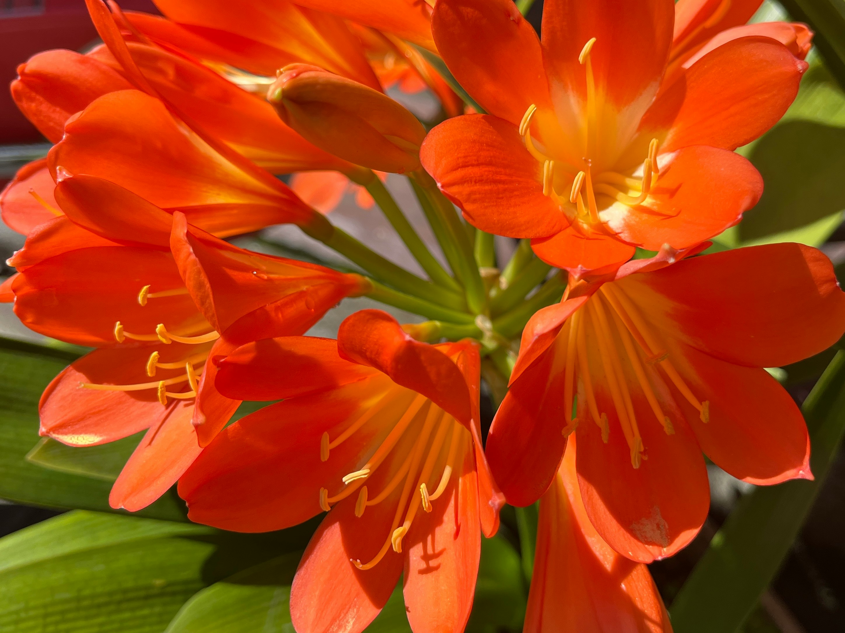 オレンジ色の花が密集して咲くマクロの花びら