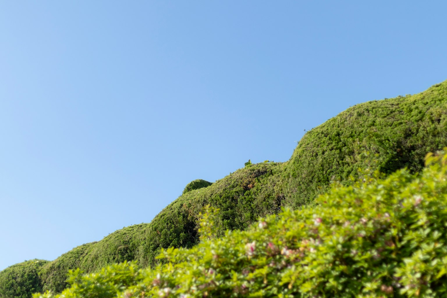 Colinas verdes y arbustos bajo un cielo azul claro