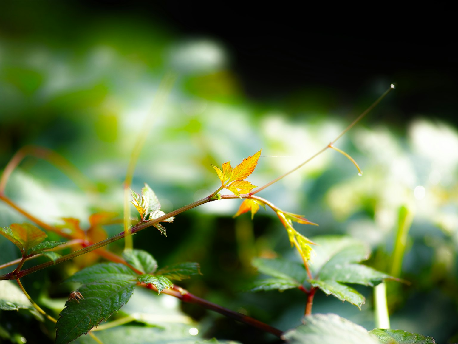 photo-iVX1ge7IVSM3oTT8RUUO-image