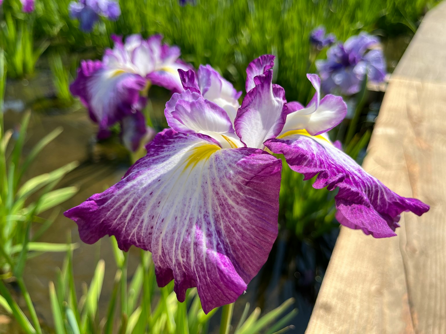 Fleur d'iris violette s'épanouissant près de l'eau