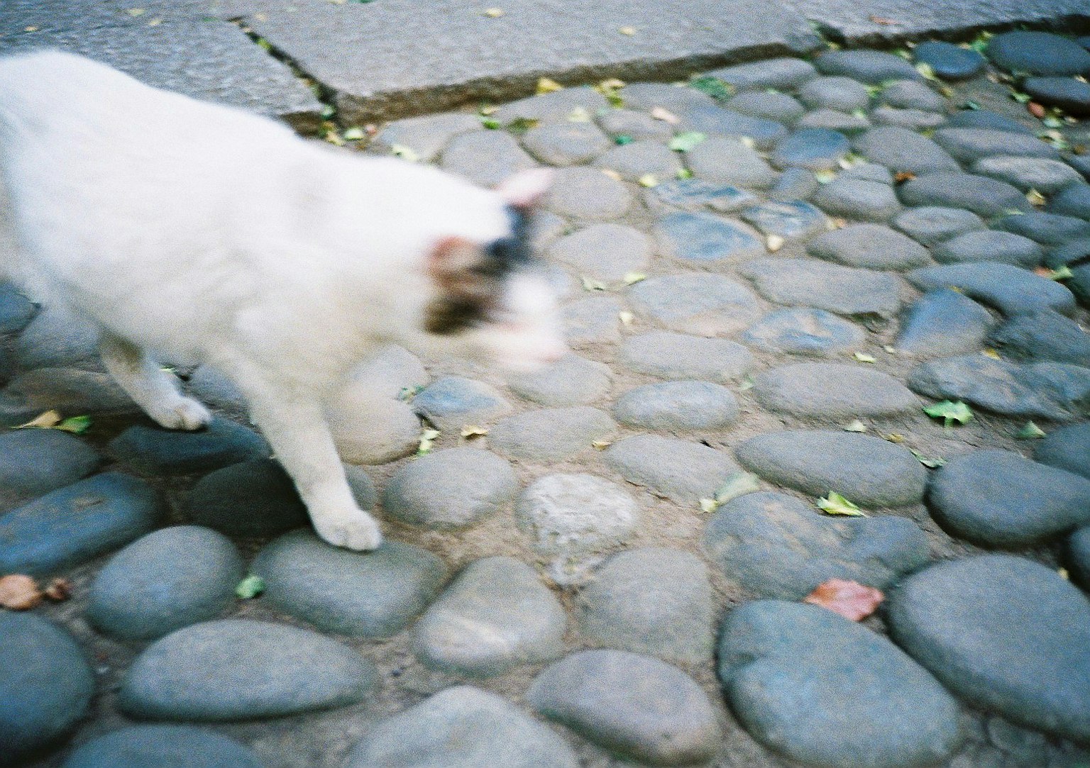 Kucing putih berjalan di jalan berbatu