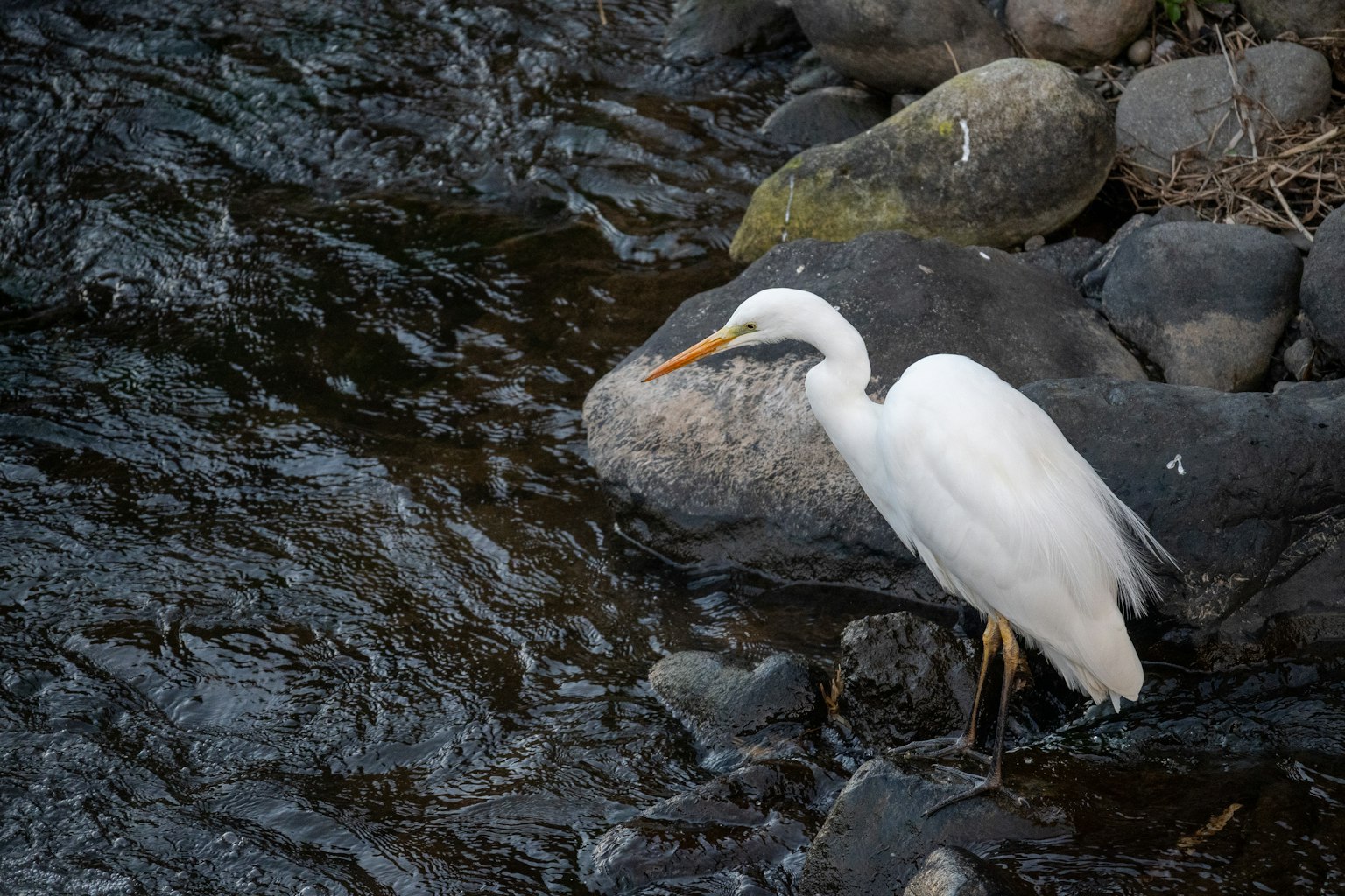 Ein weißer Reiher steht auf einem Stein am Fluss