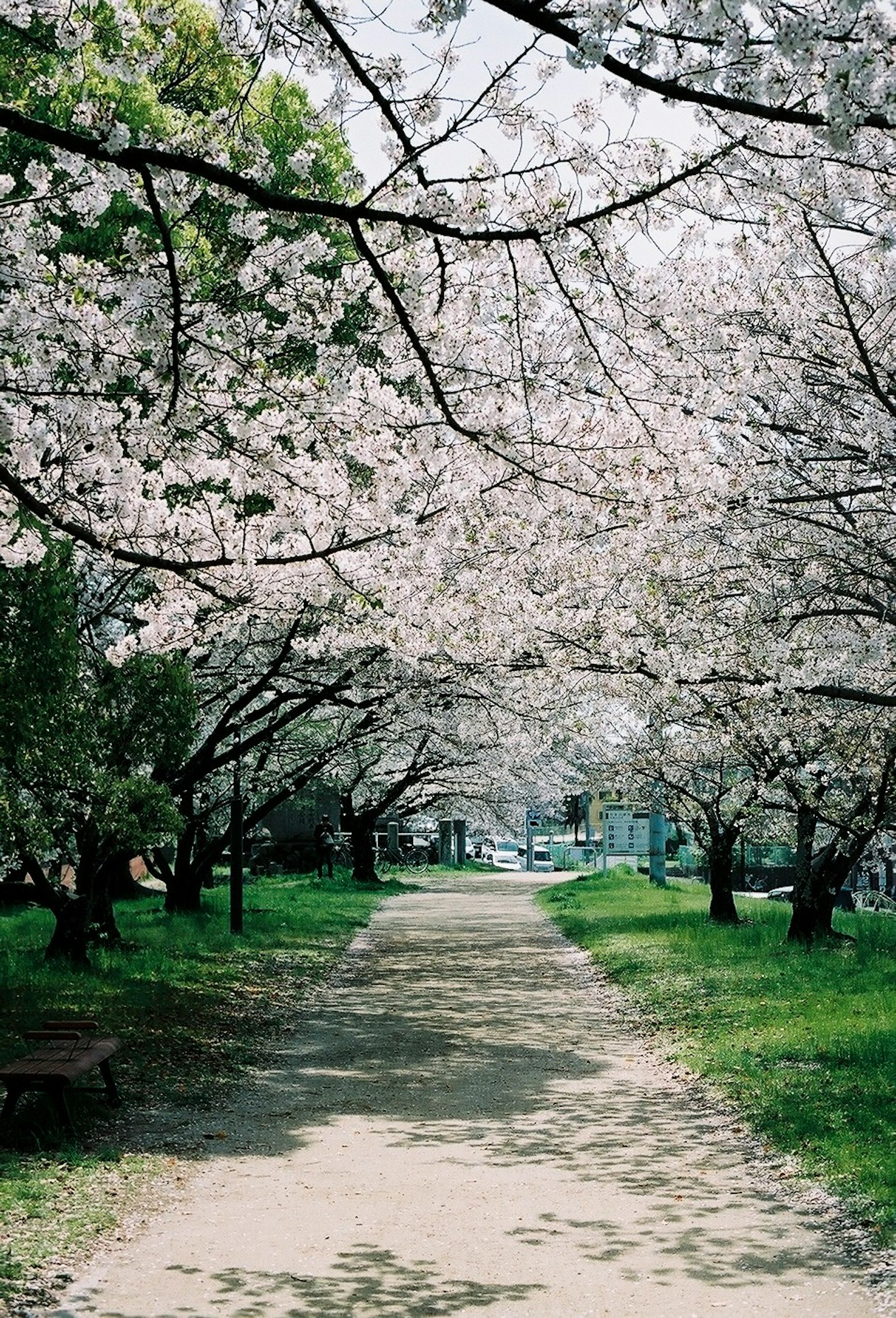 Jalan yang dikelilingi pohon sakura berbunga