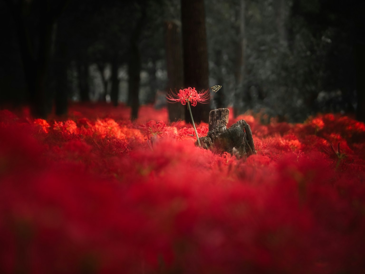 Eine Waldszene mit lebhaften roten Blumen