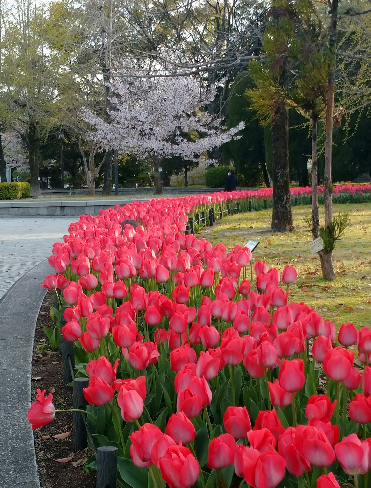 Pemandangan taman dengan deretan tulip merah dan pohon sakura
