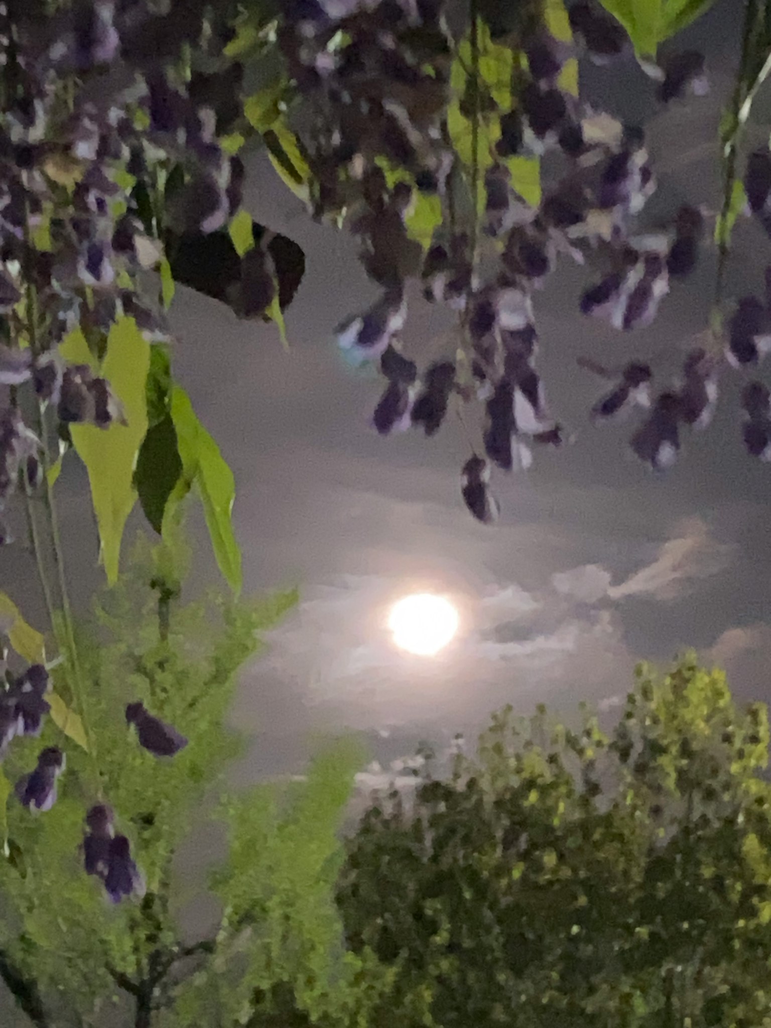 Moonlit night sky with purple flowers hanging from trees