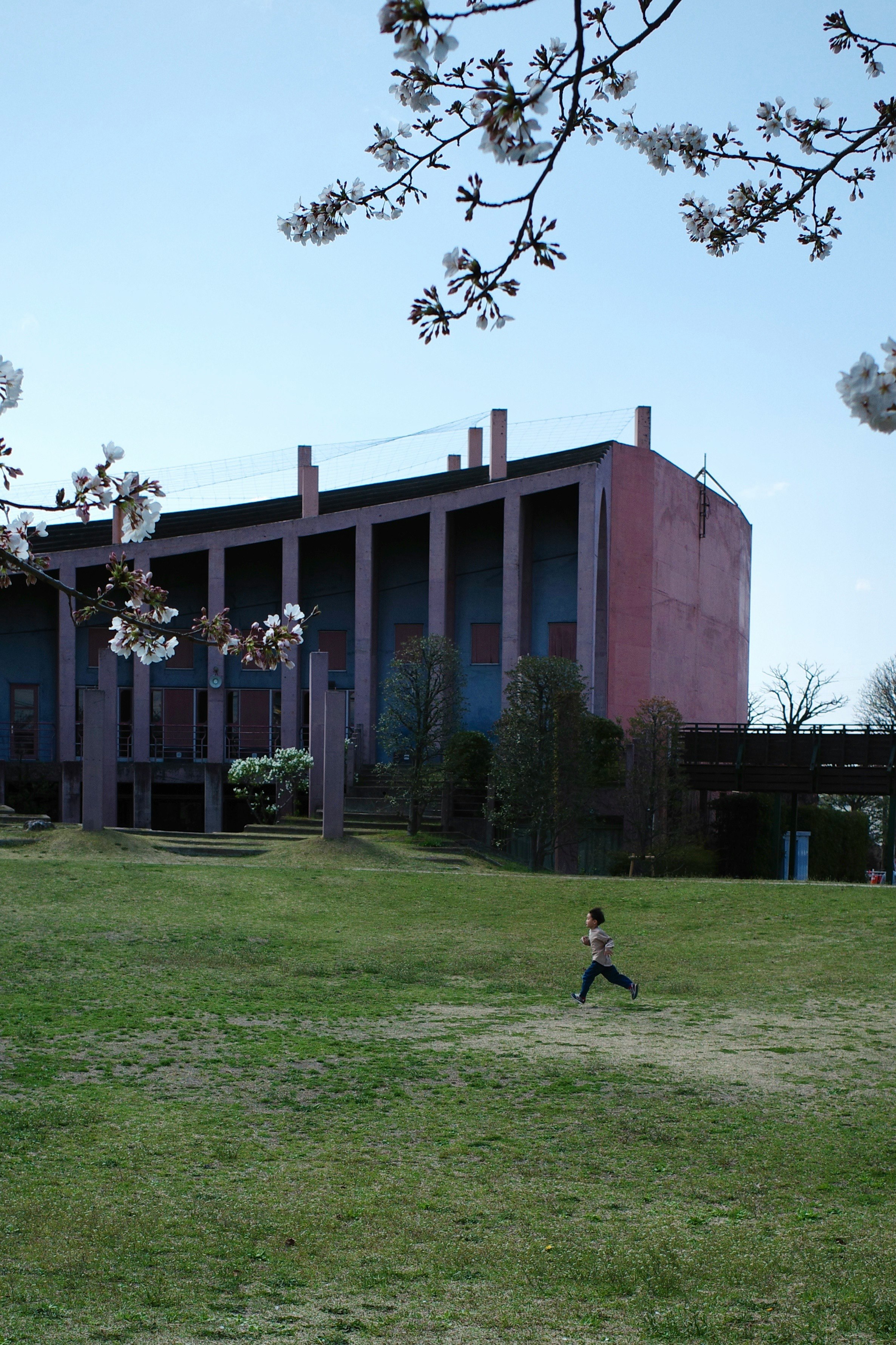 A boy running across a grassy lawn with cherry blossom branches and a building