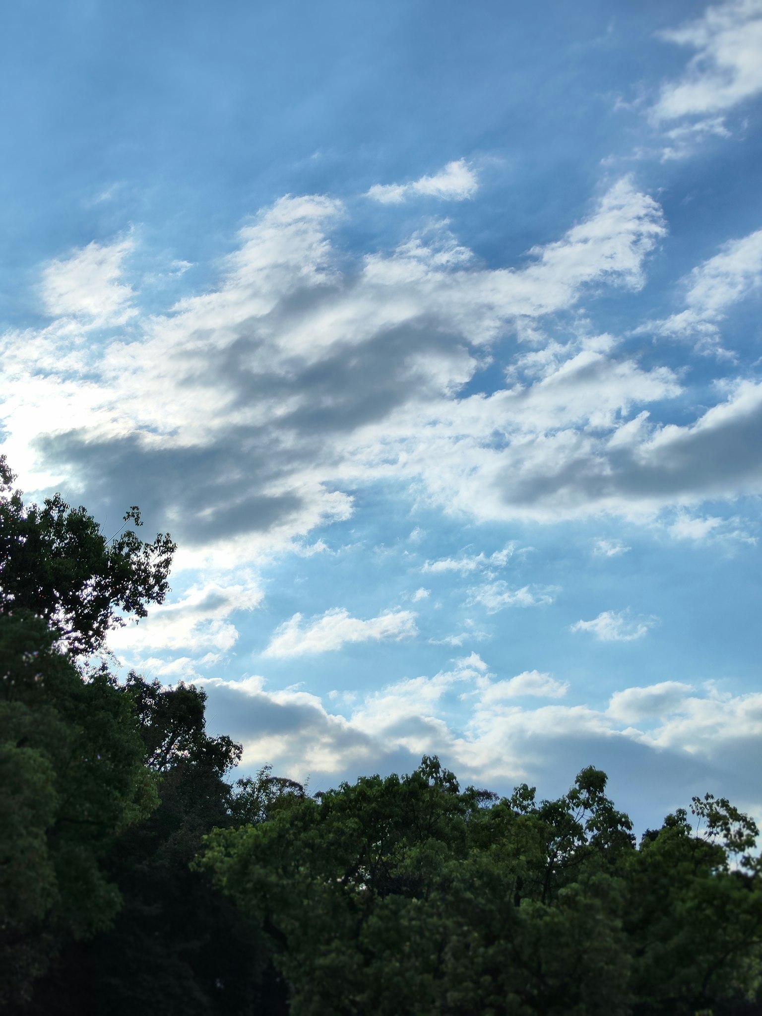 Nuages blancs flottant dans un ciel bleu avec des arbres verts
