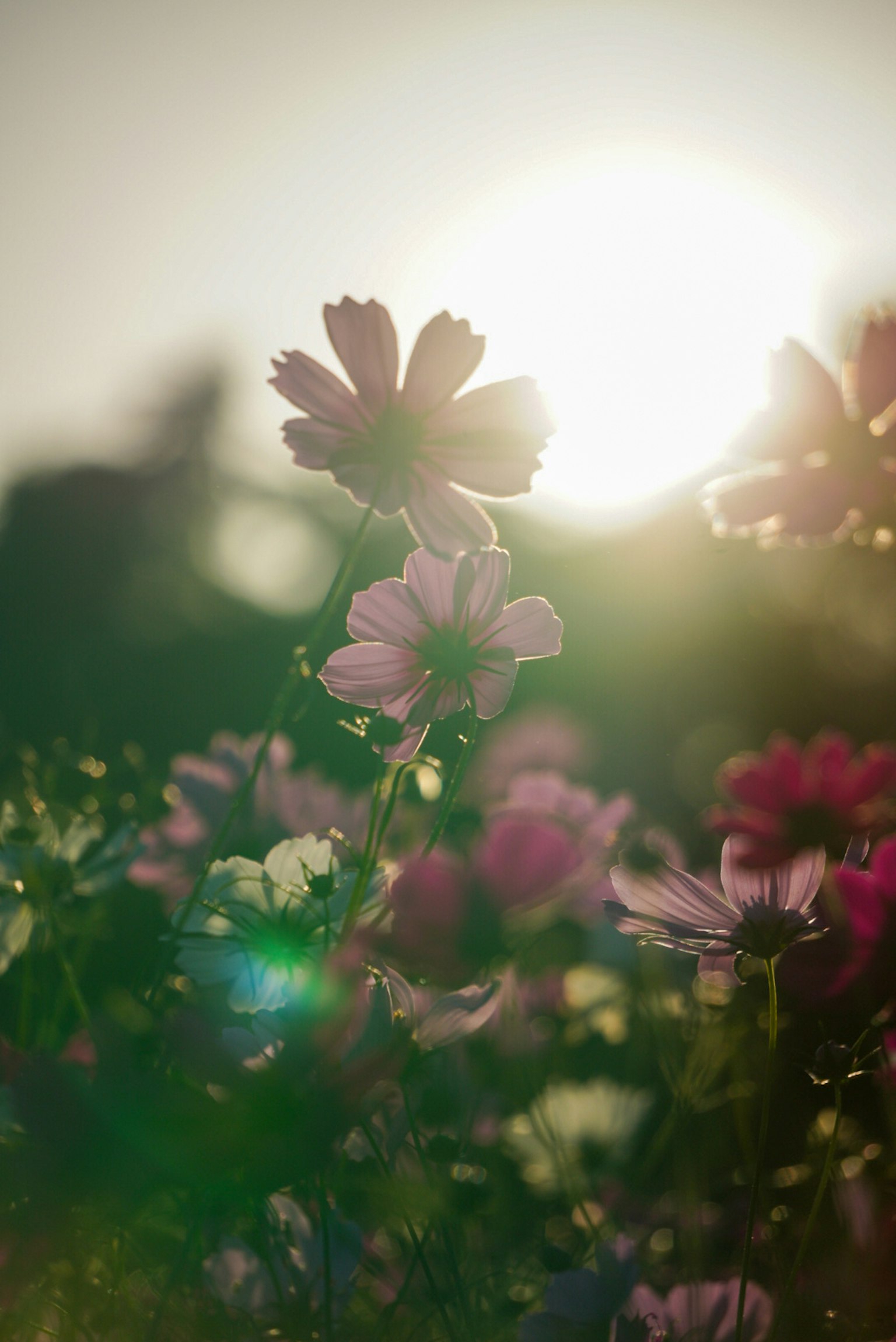 夕日を背景にした色とりどりの花々のクローズアップ