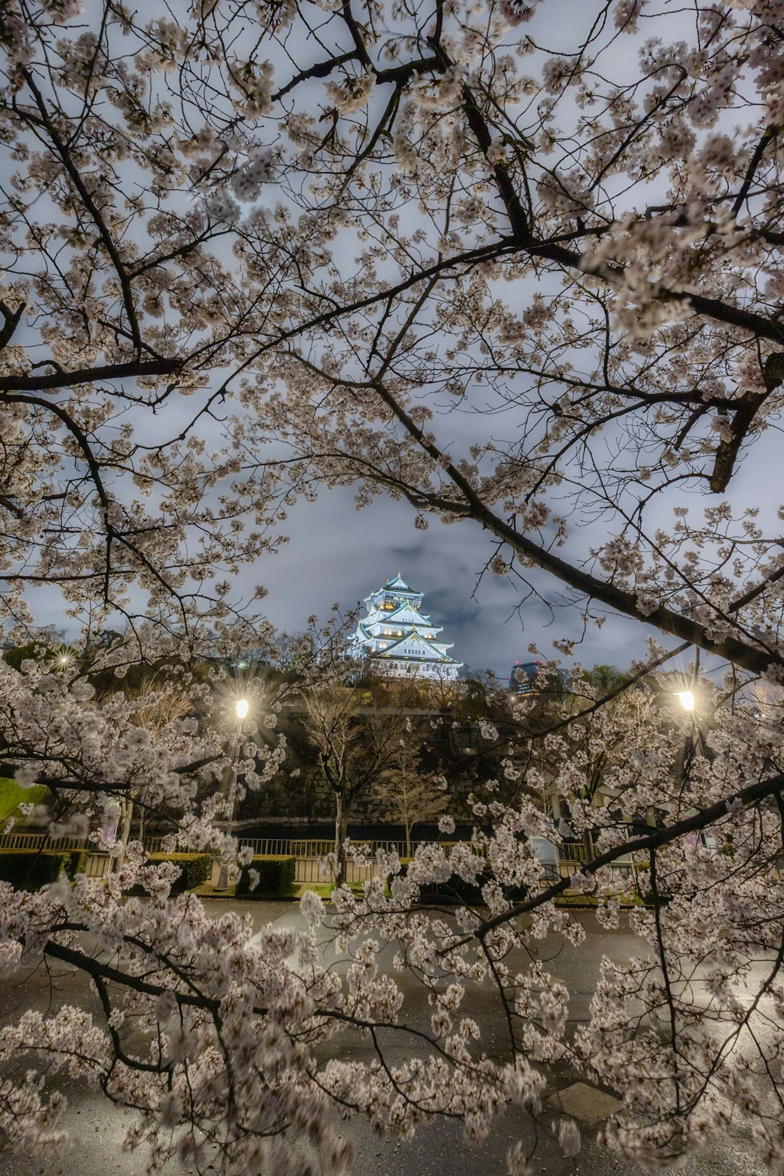 Vista notturna di un castello incorniciato da alberi di ciliegio in fiore