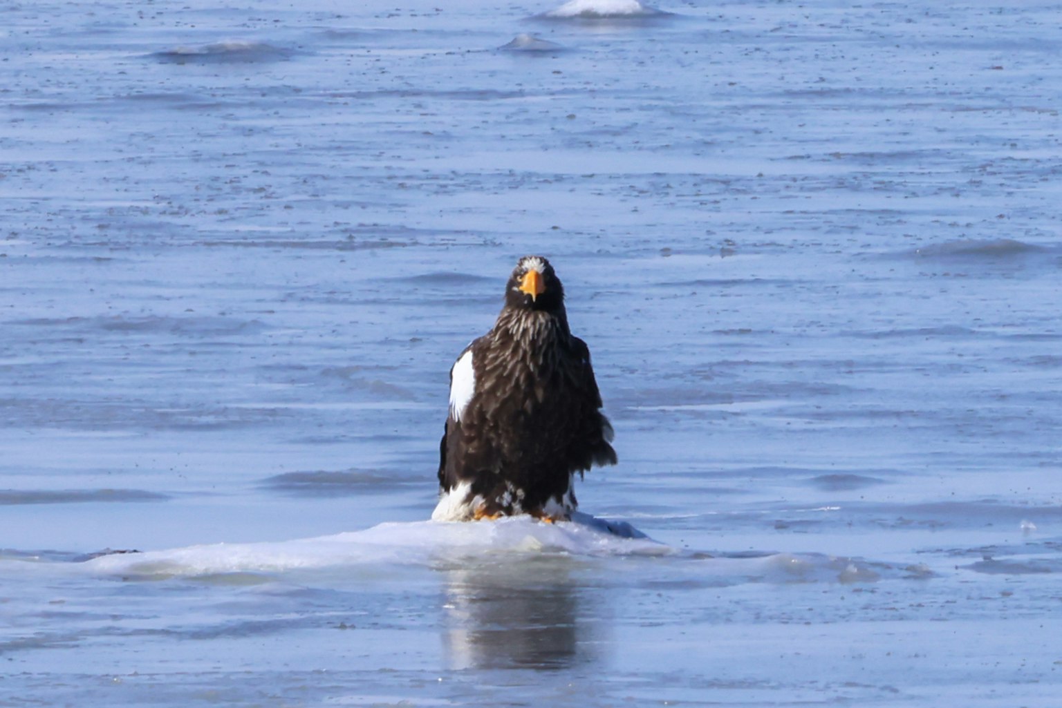 Un aigle majestueux se tenant sur un morceau de glace dans un fond d'eau bleue