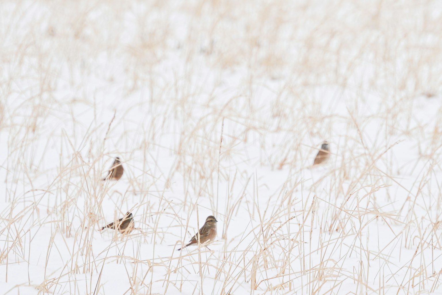 Une scène d'oiseaux rassemblés dans un champ enneigé recouvert d'herbe haute