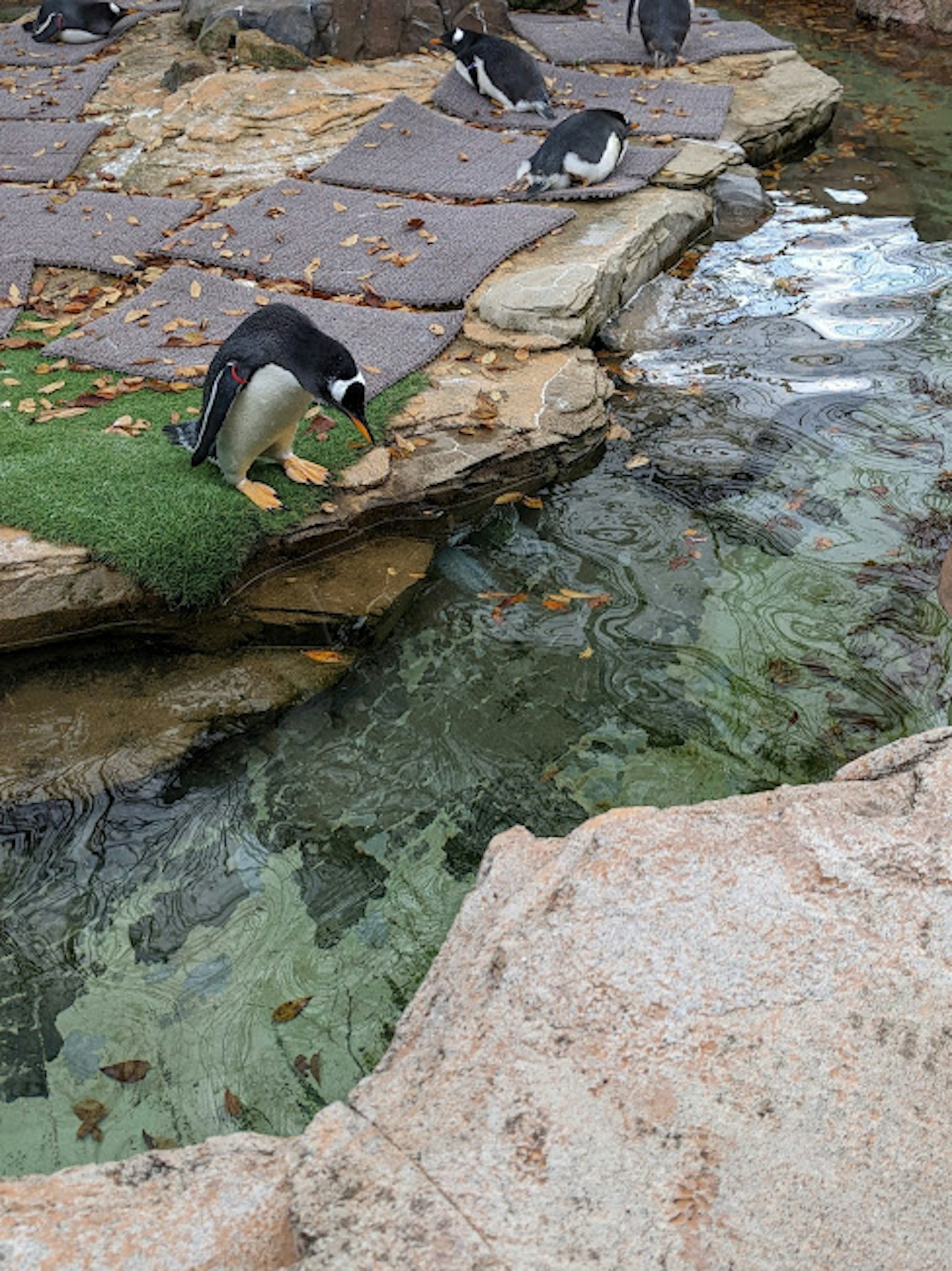 Penguin yang minum di dekat batu dengan air jernih di latar belakang
