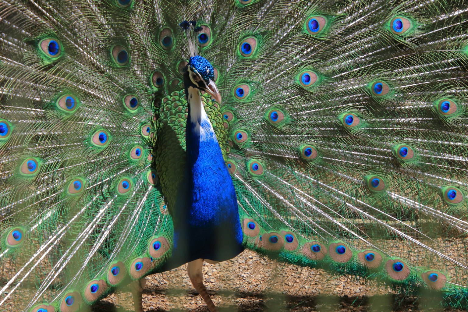 Un bellissimo pavone che mostra le sue piume vivaci e il corpo blu