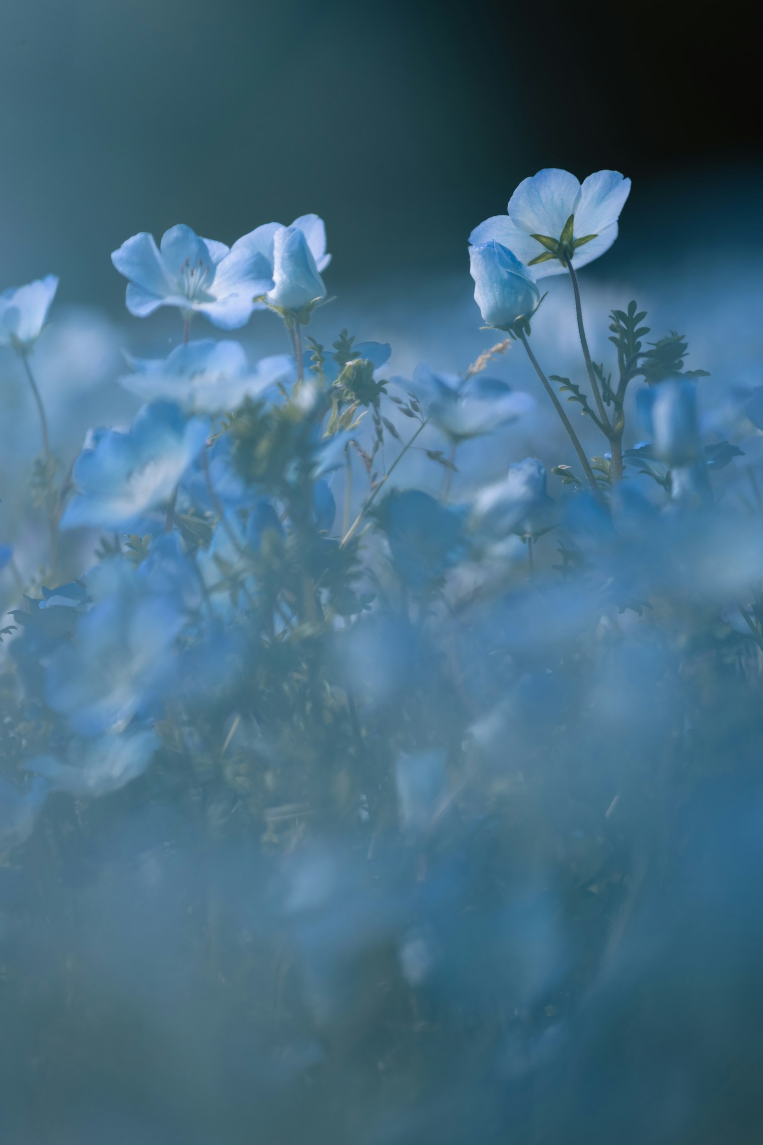 ดอกไม้สีน้ำเงินนุ่มนวลกับพื้นหลังเบลอ