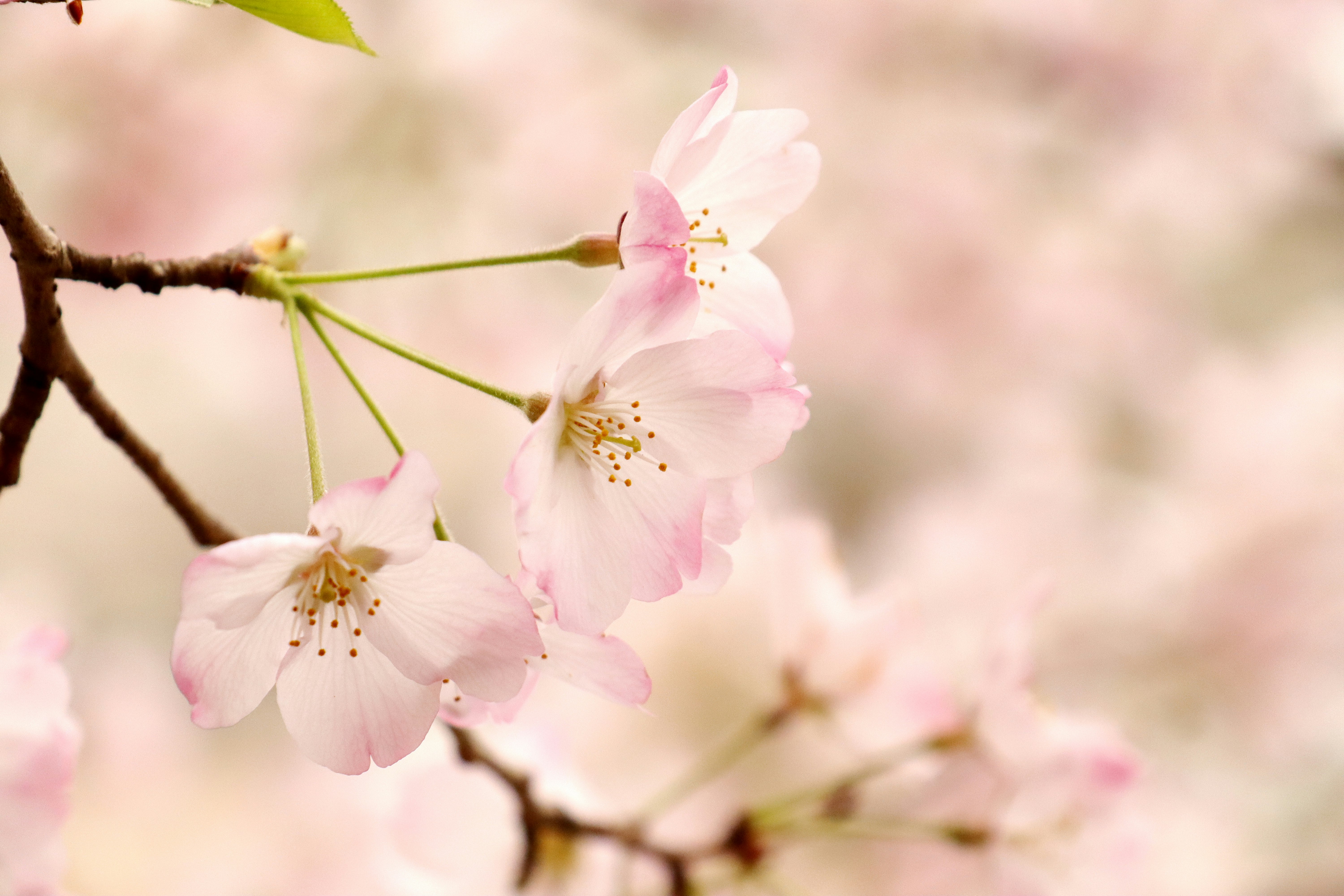 桜の花が枝に咲く春の花のクローズアップ