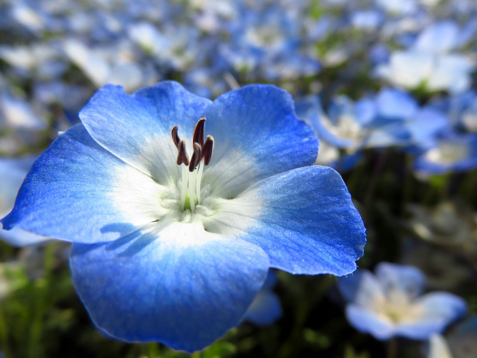 Close-up of a blue flower featuring a white center and multiple stamens