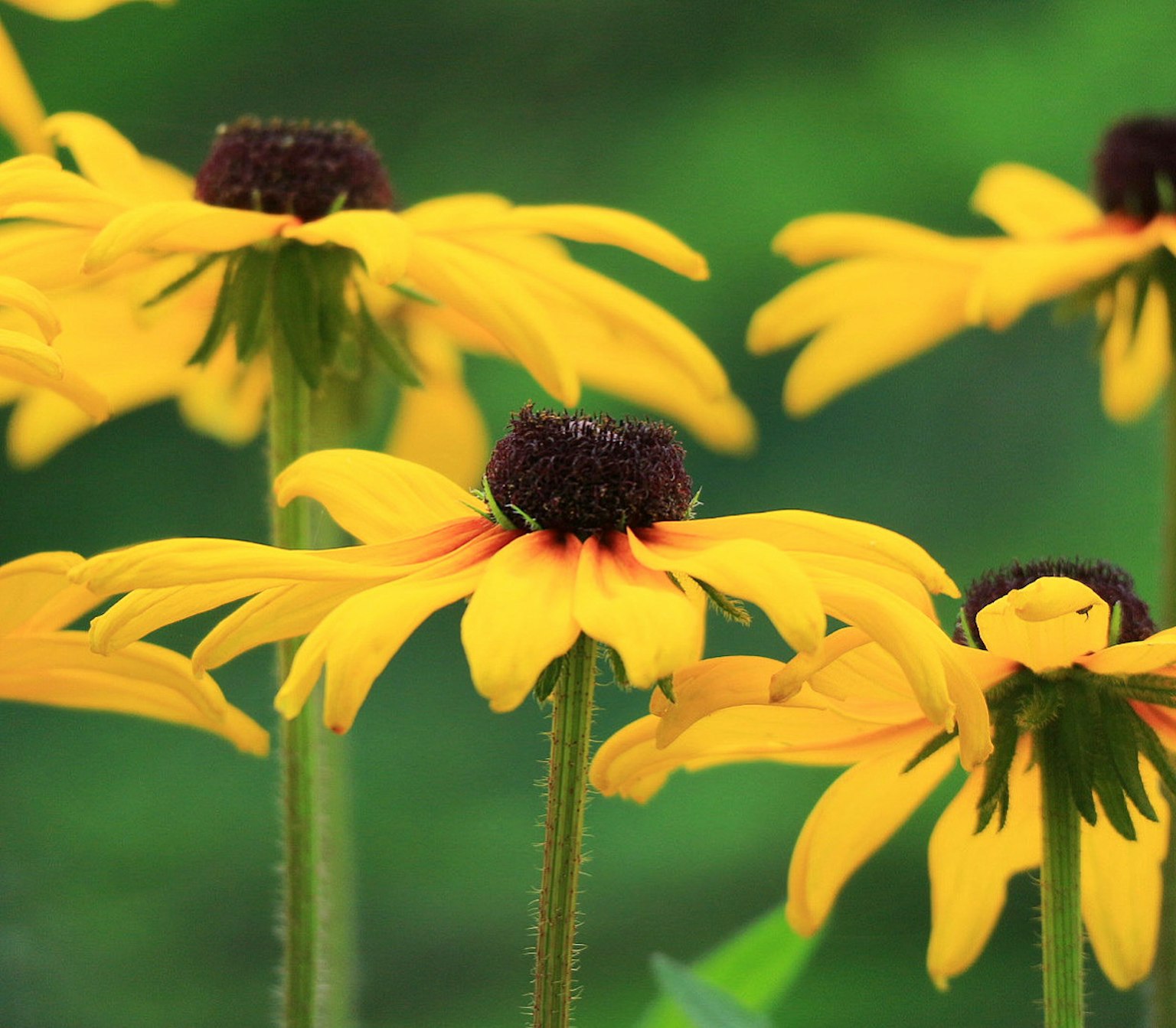 Hoa Rudbeckia màu vàng rực rỡ nở trên nền xanh