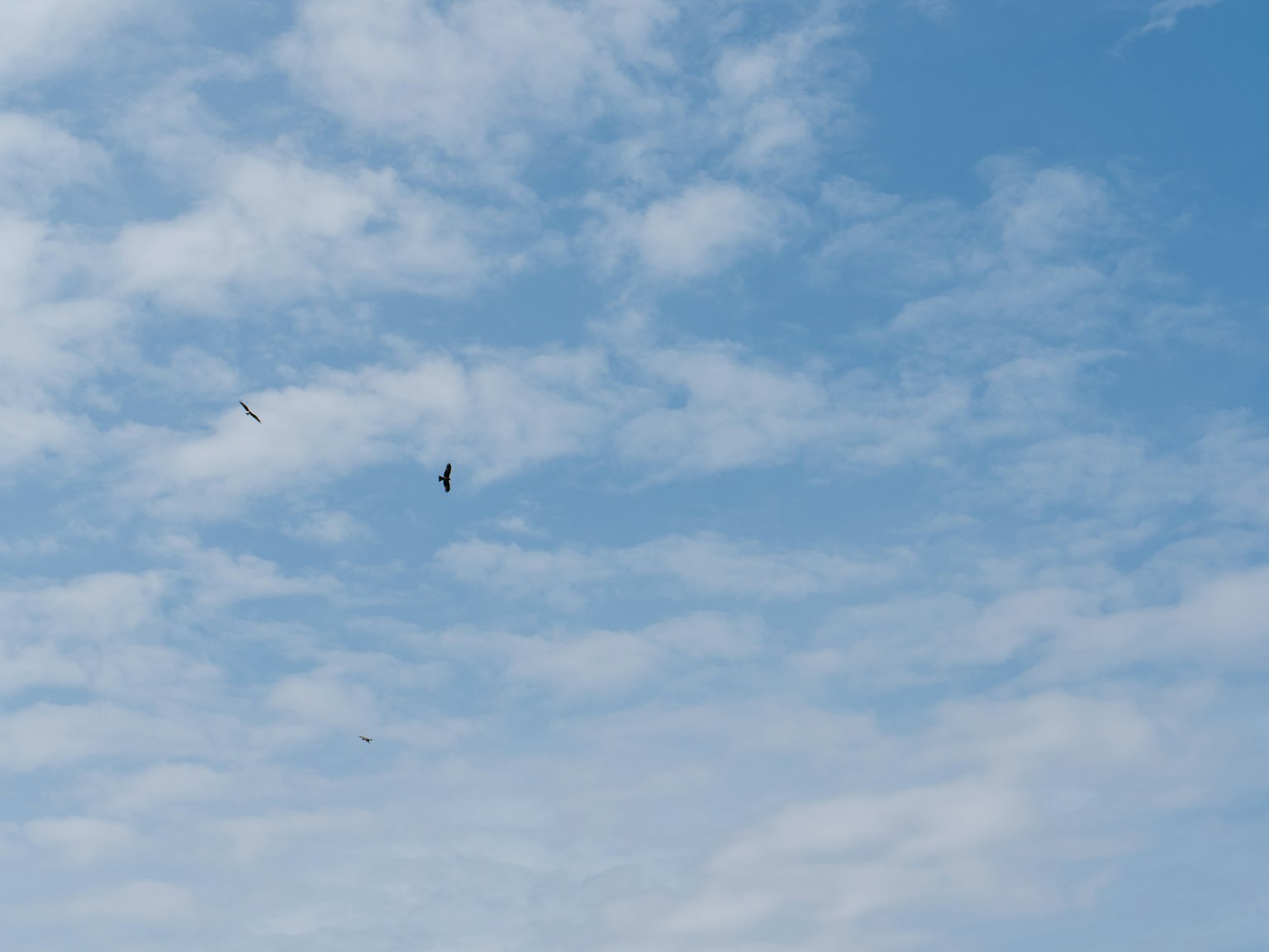 Silhouette of a small bird against a blue sky with clouds