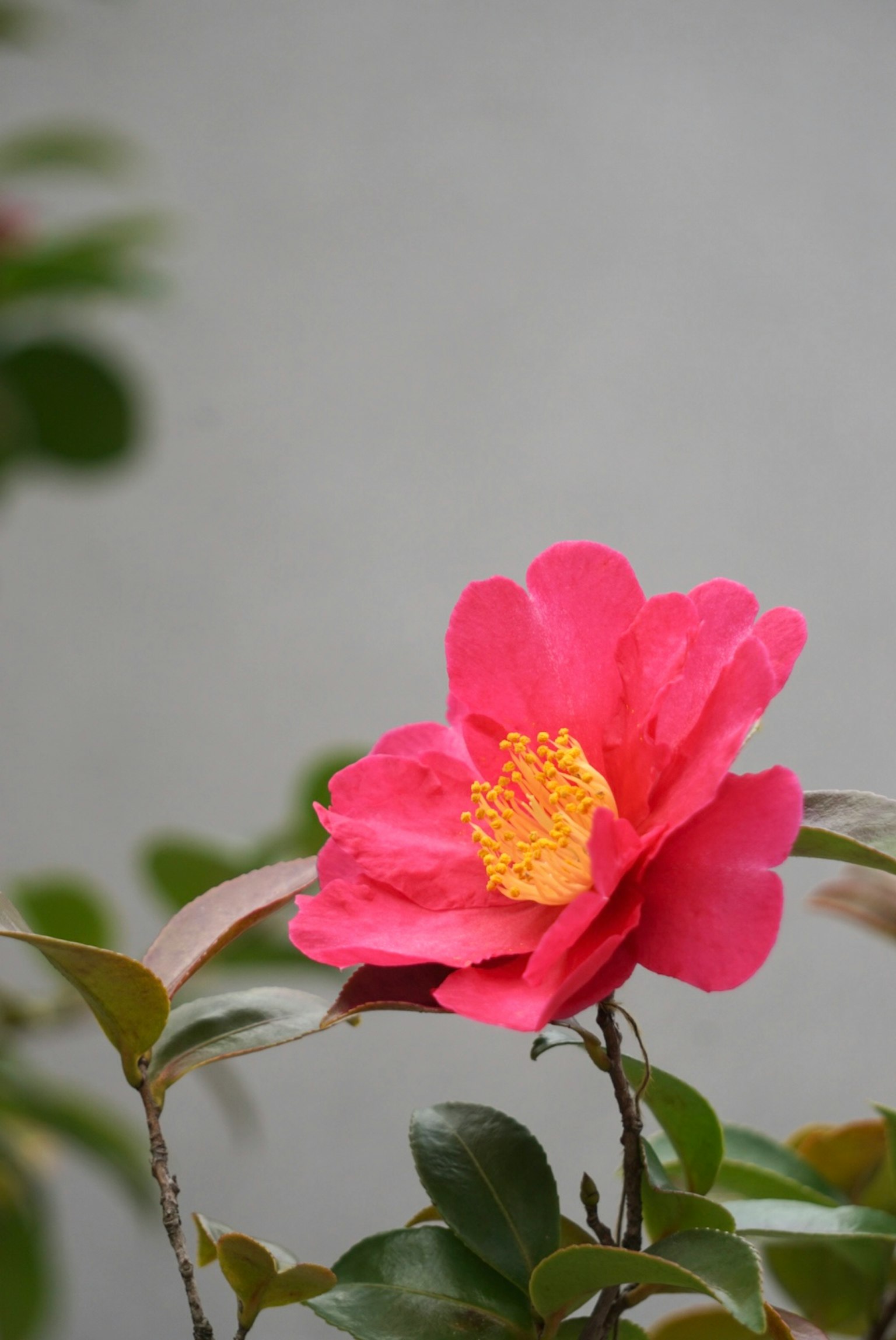 Fiore di camelia rosa brillante con stami gialli