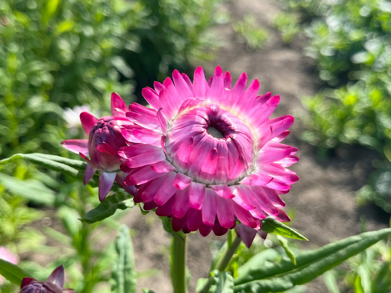 Fiore rosa vivace con foglie verdi sullo sfondo