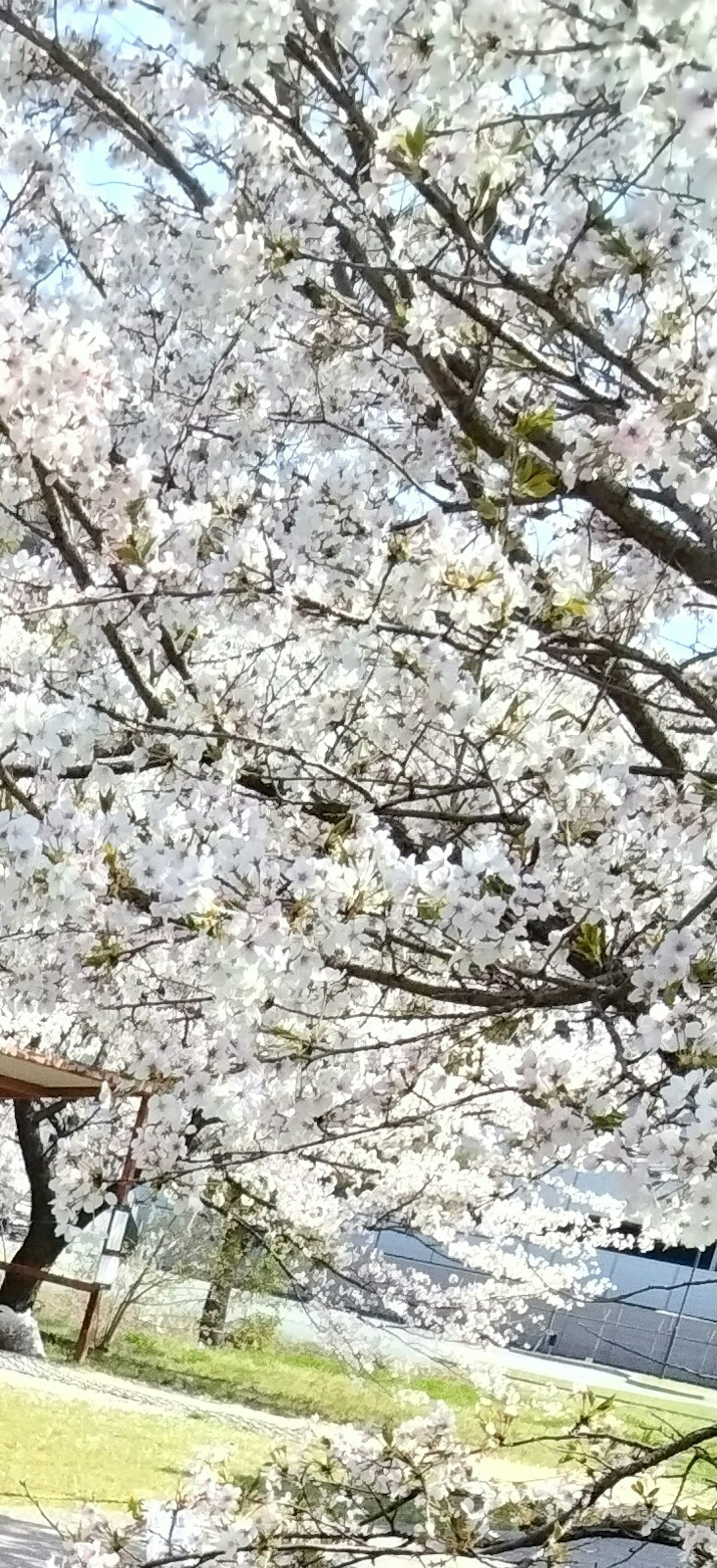 Una scena di parco con un albero di ciliegio in piena fioritura