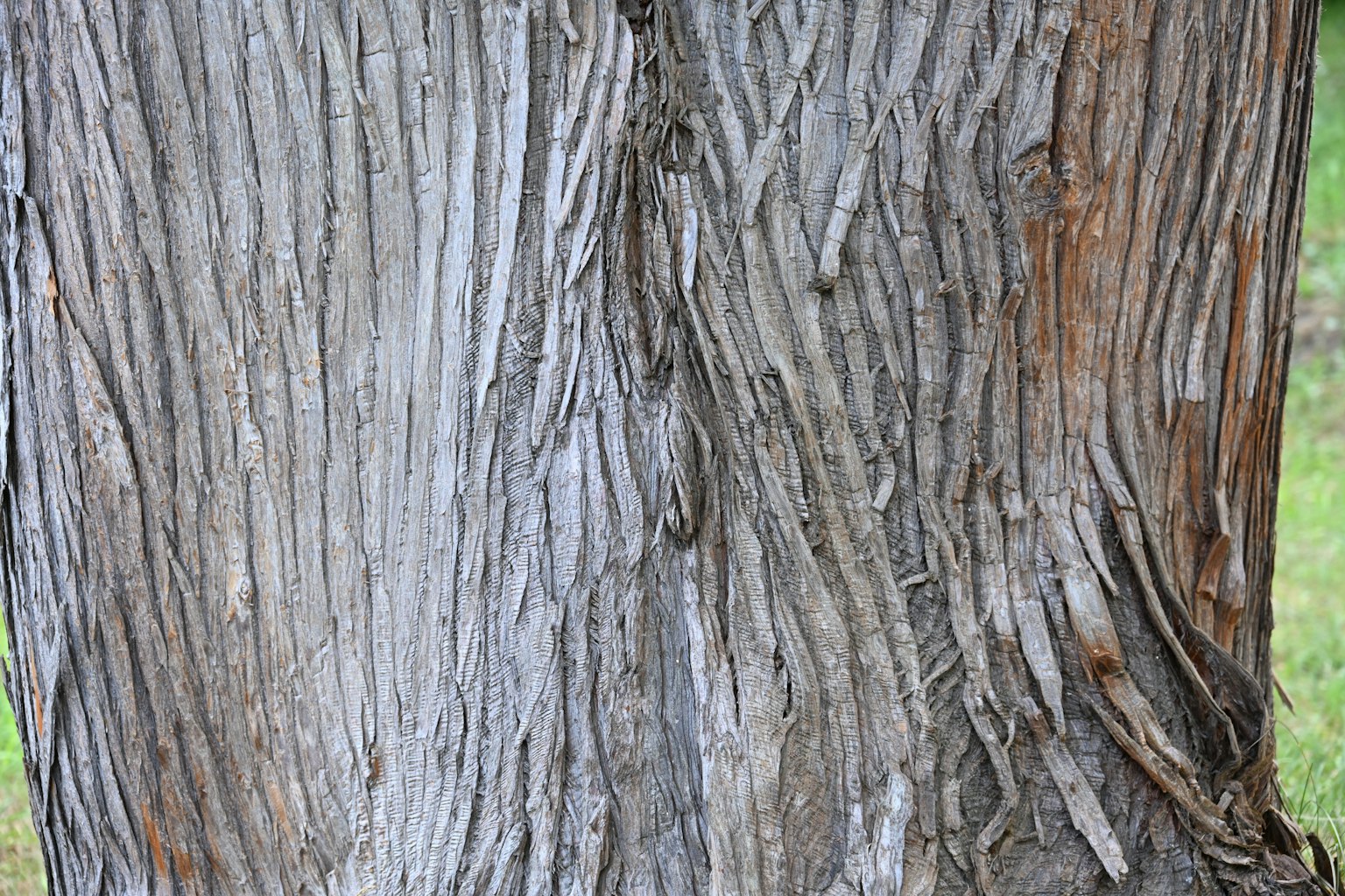 Textura detallada y patrones de grano de un tronco de árbol
