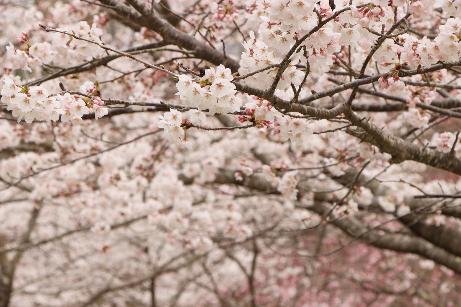 Close-up of cherry blossom branches with soft pink flowers in the background