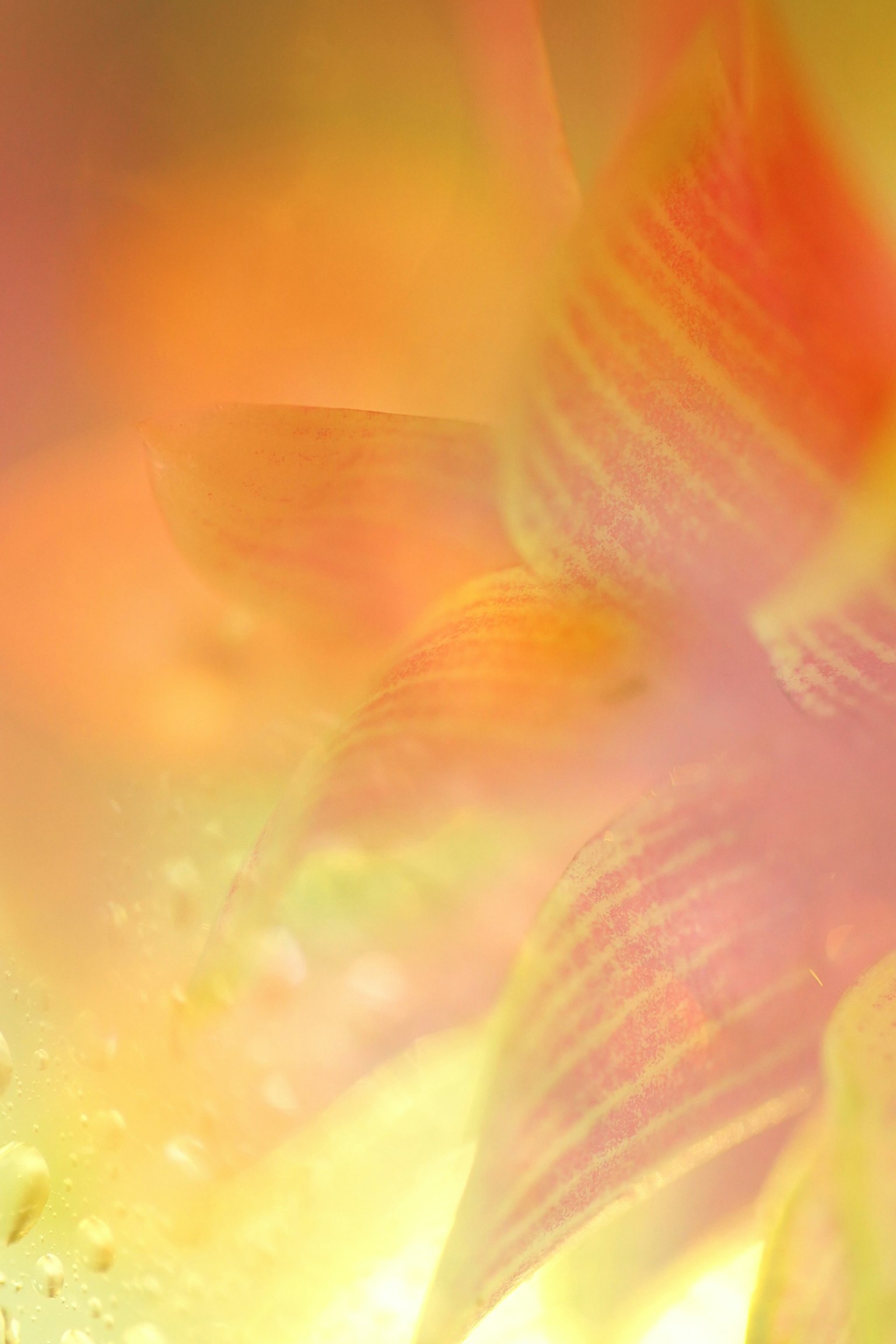 Gambar abstrak dengan kelopak bunga kabur dalam nuansa oranye dan kuning yang lembut