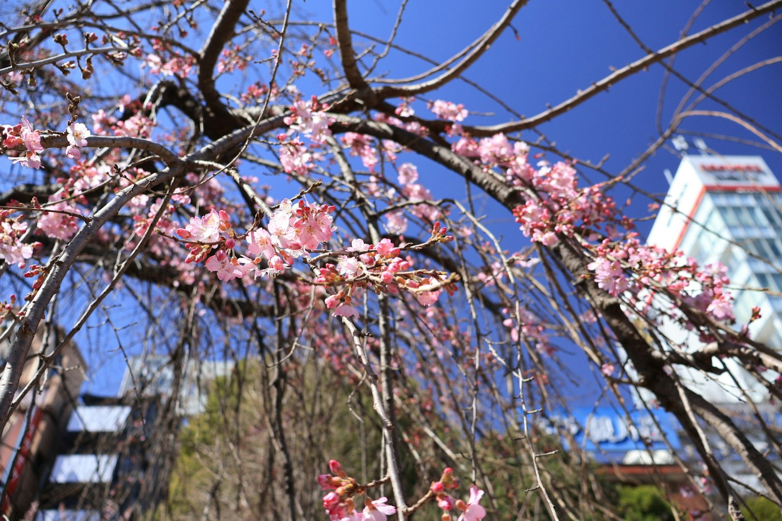 櫻花在藍天和建築物背景下盛開
