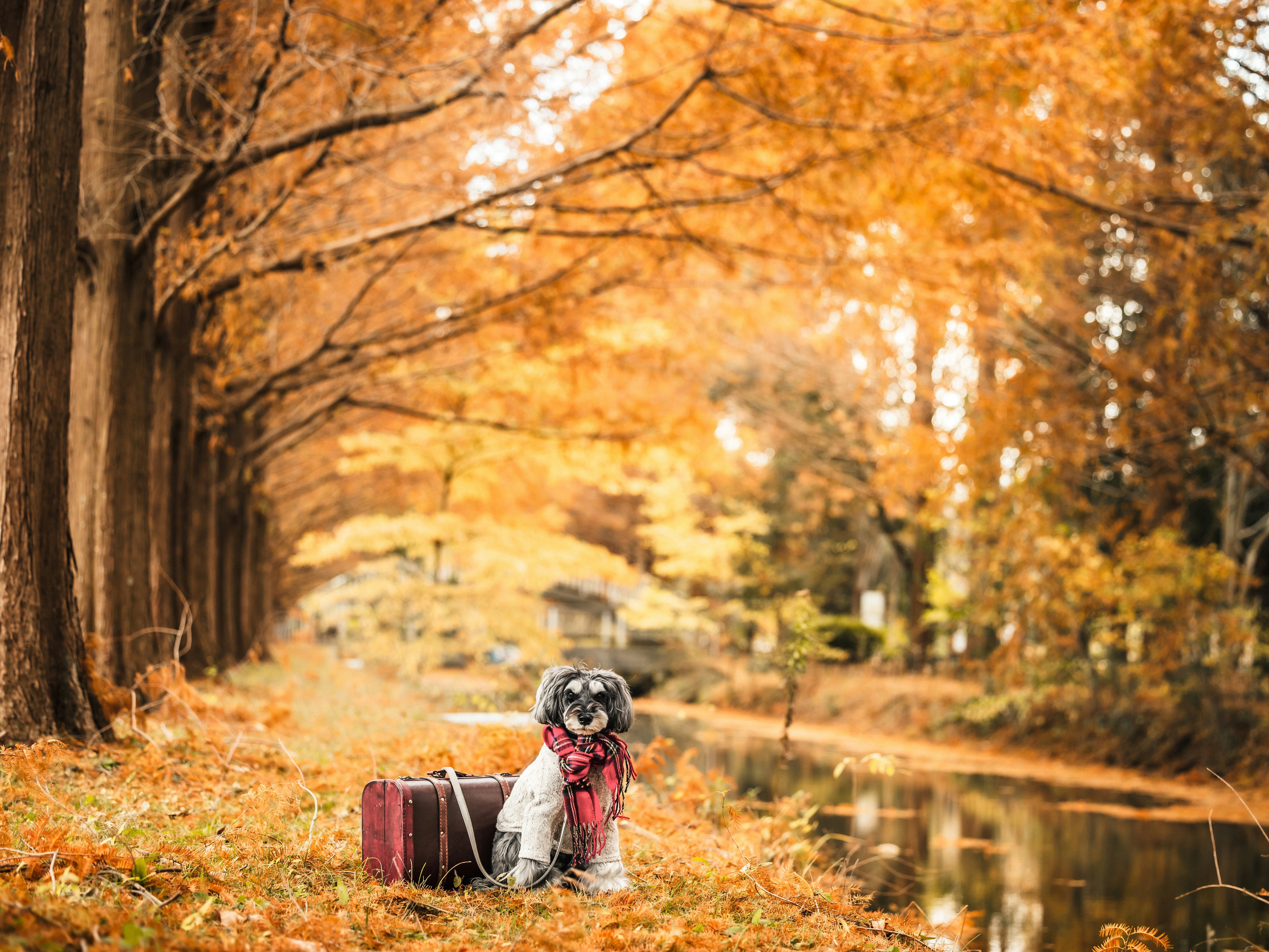 Chien assis à côté d'une valise dans un paysage d'automne
