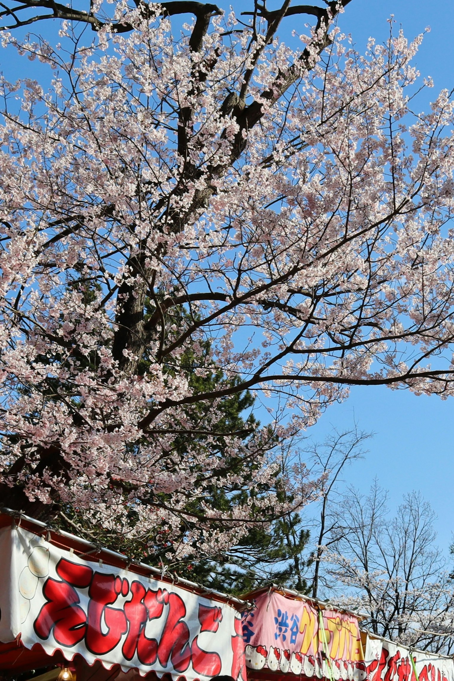 Cherry blossom tree with pink flowers and food stalls