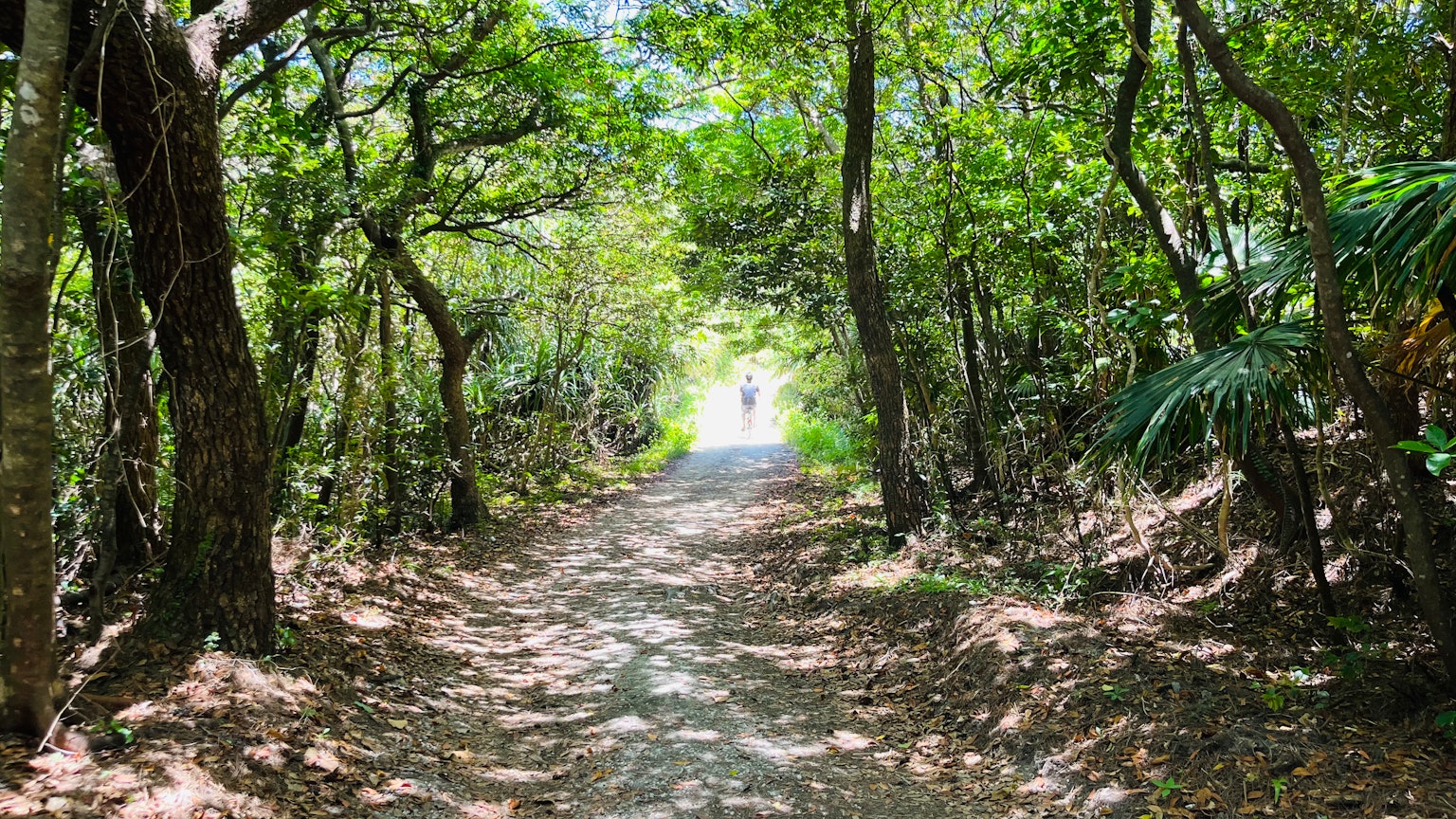 Pathway through a lush green forest leading to bright light