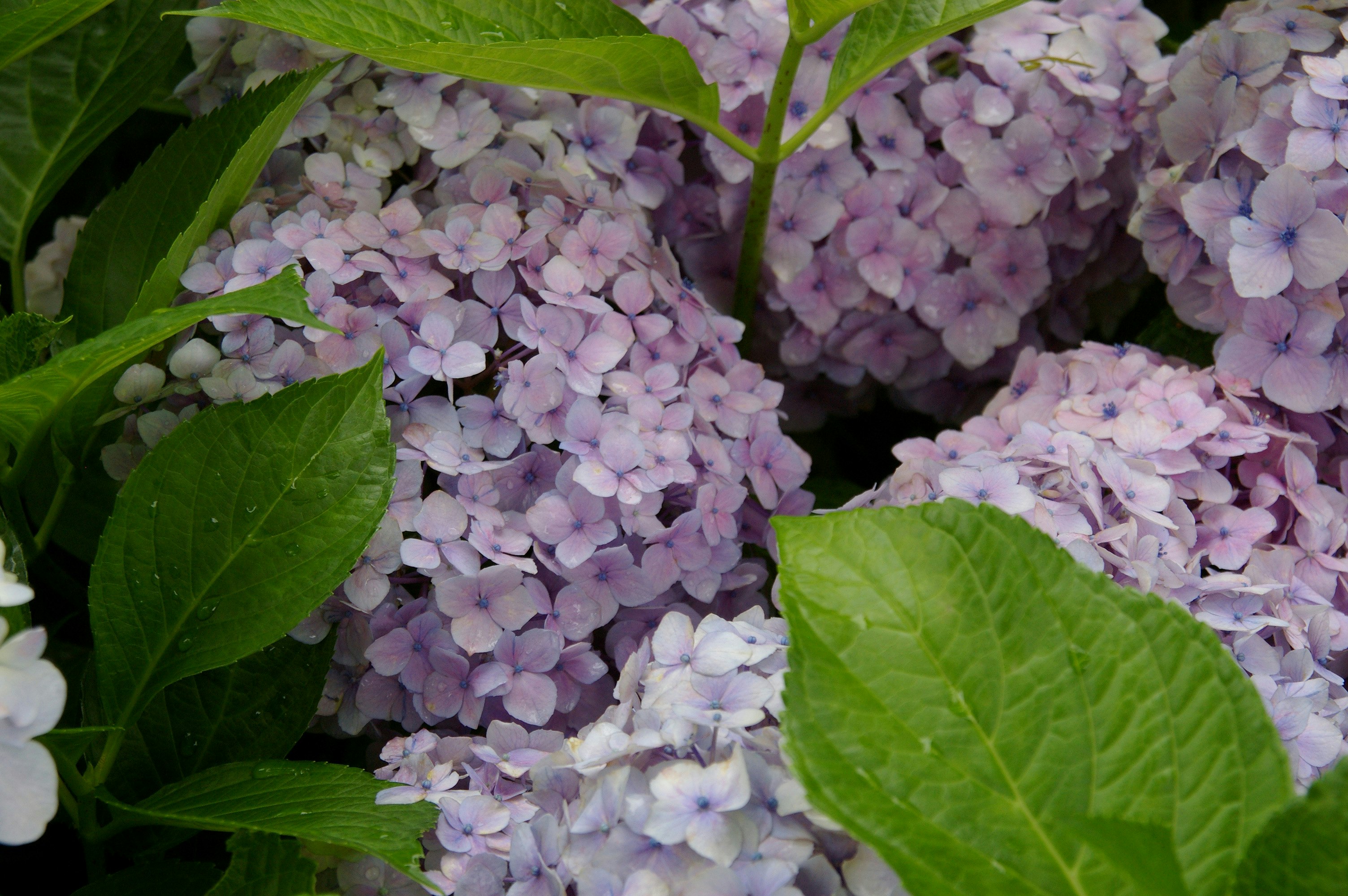 紫陽花の花房が密集したクローズアップ