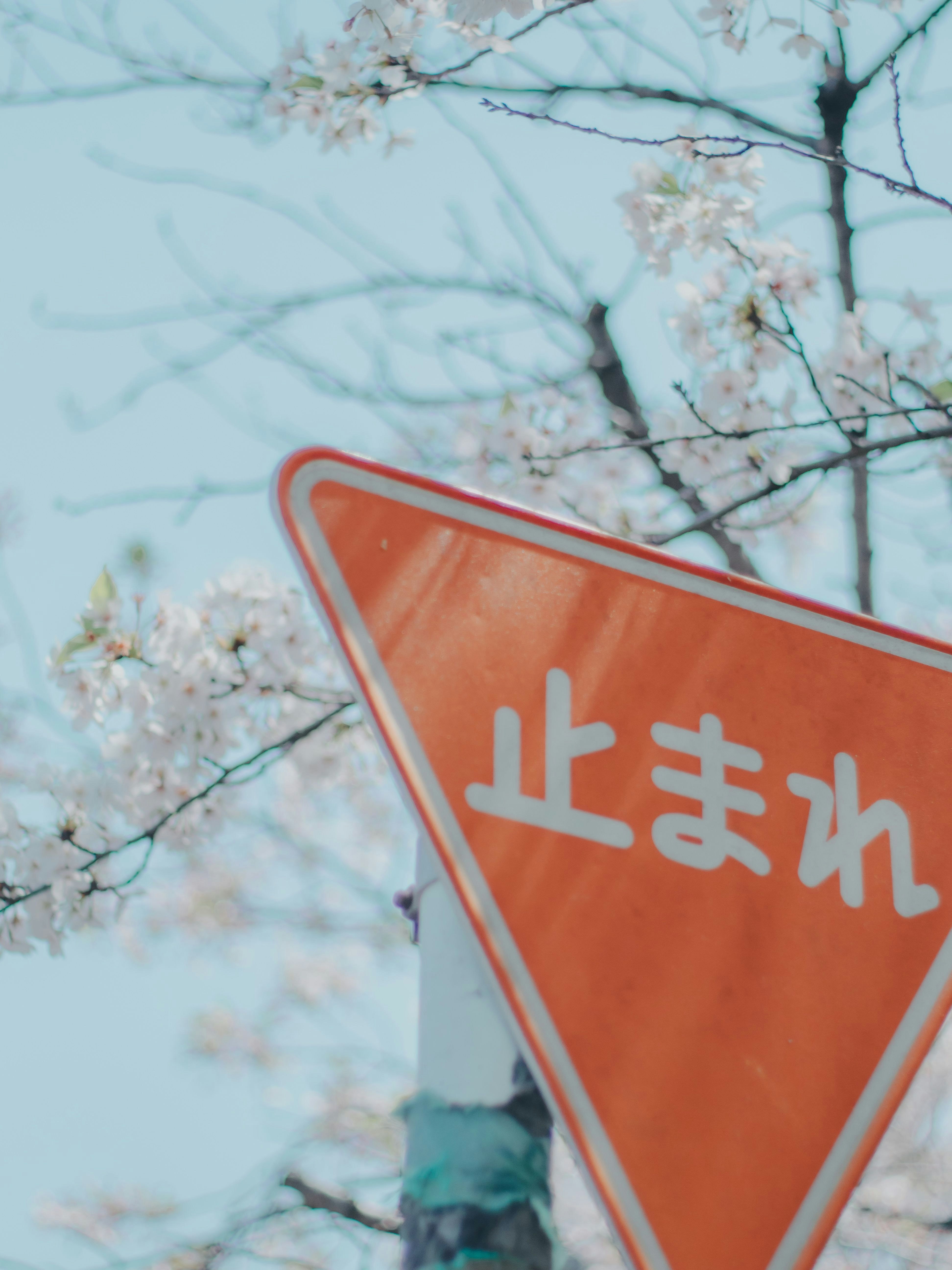 桜の枝のそばにある「止まれ」標識のある交差点