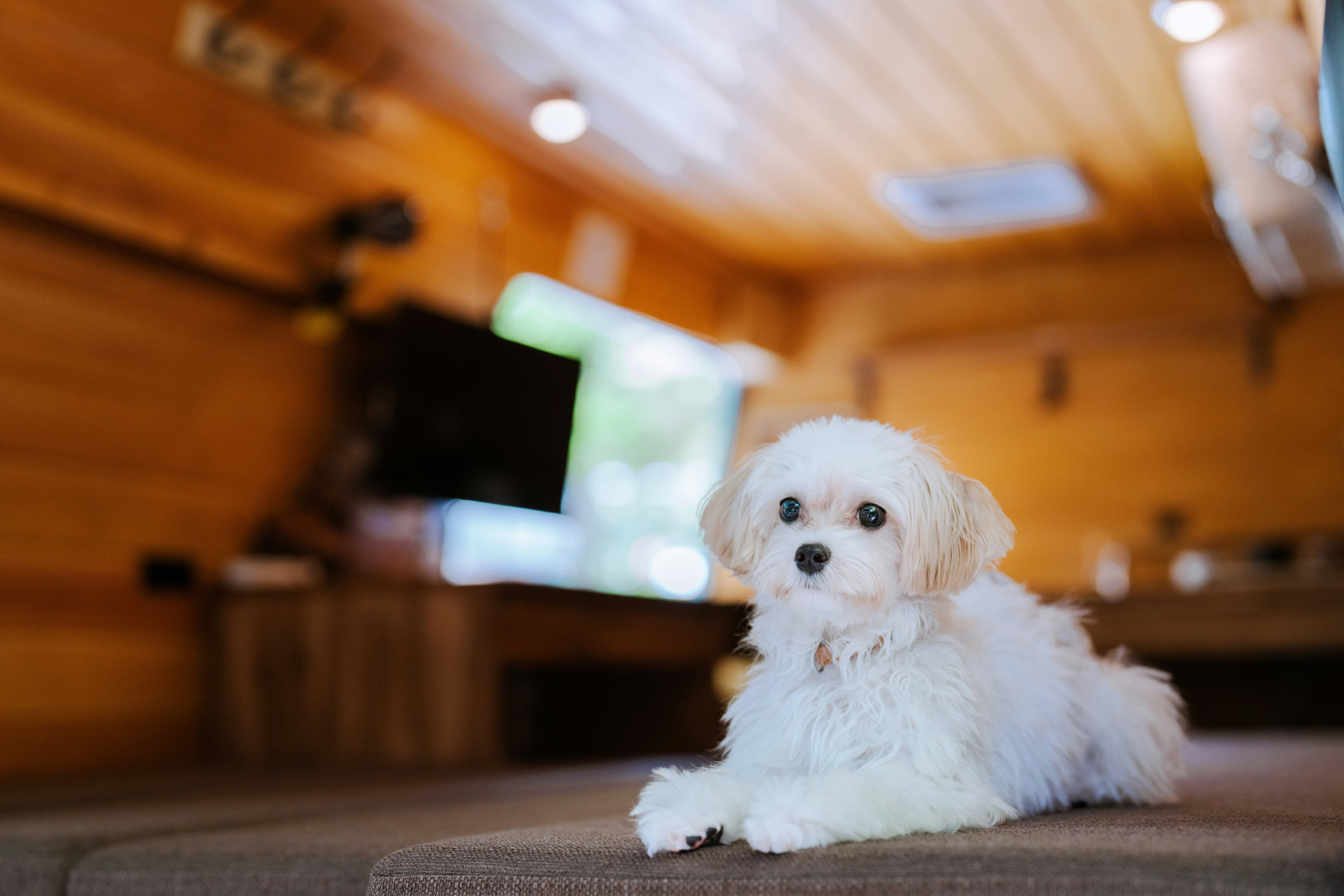 柔らかい毛の小さな犬が木製の部屋に横たわっている