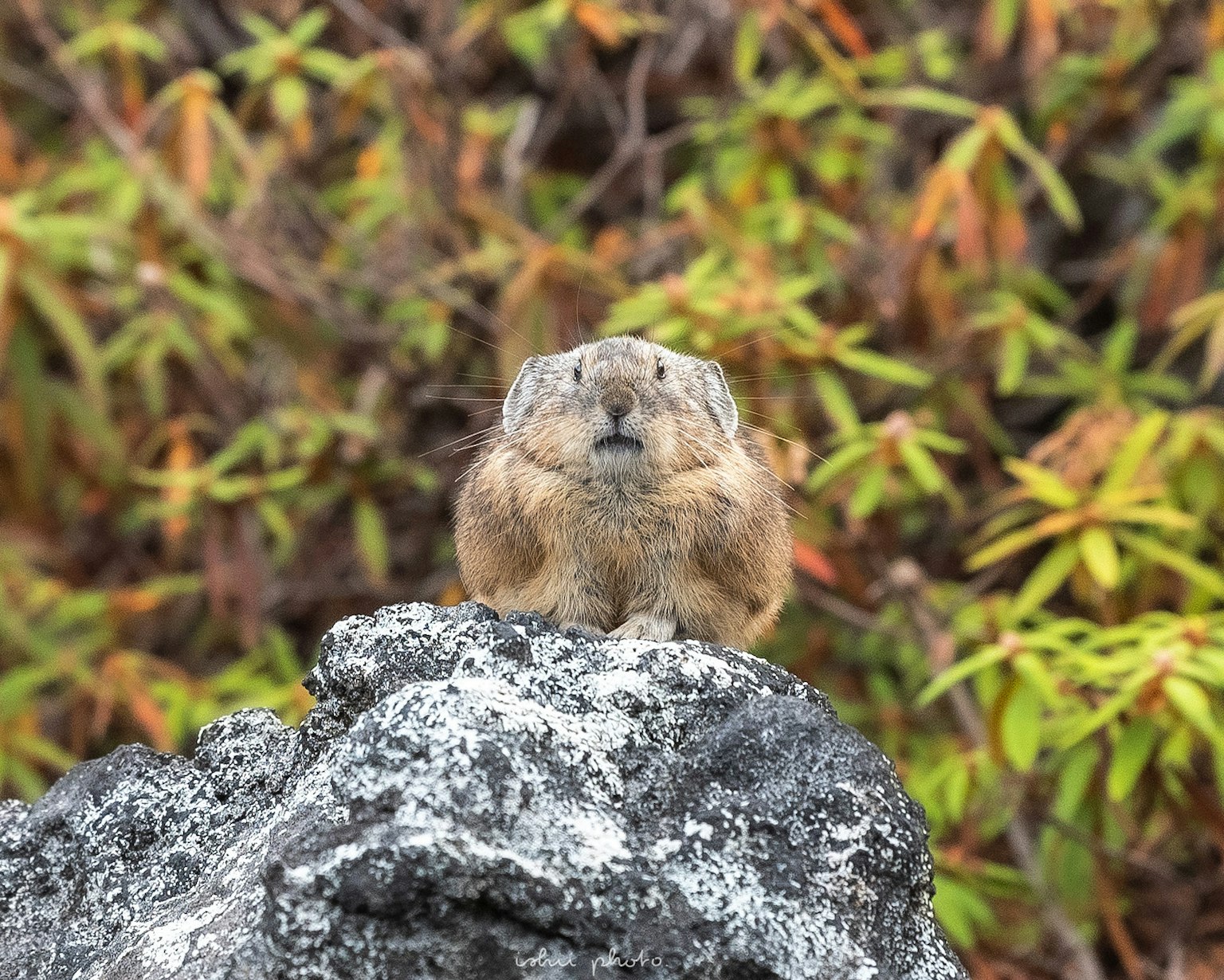 A cute animal's face on a rock with colorful leaves in the background