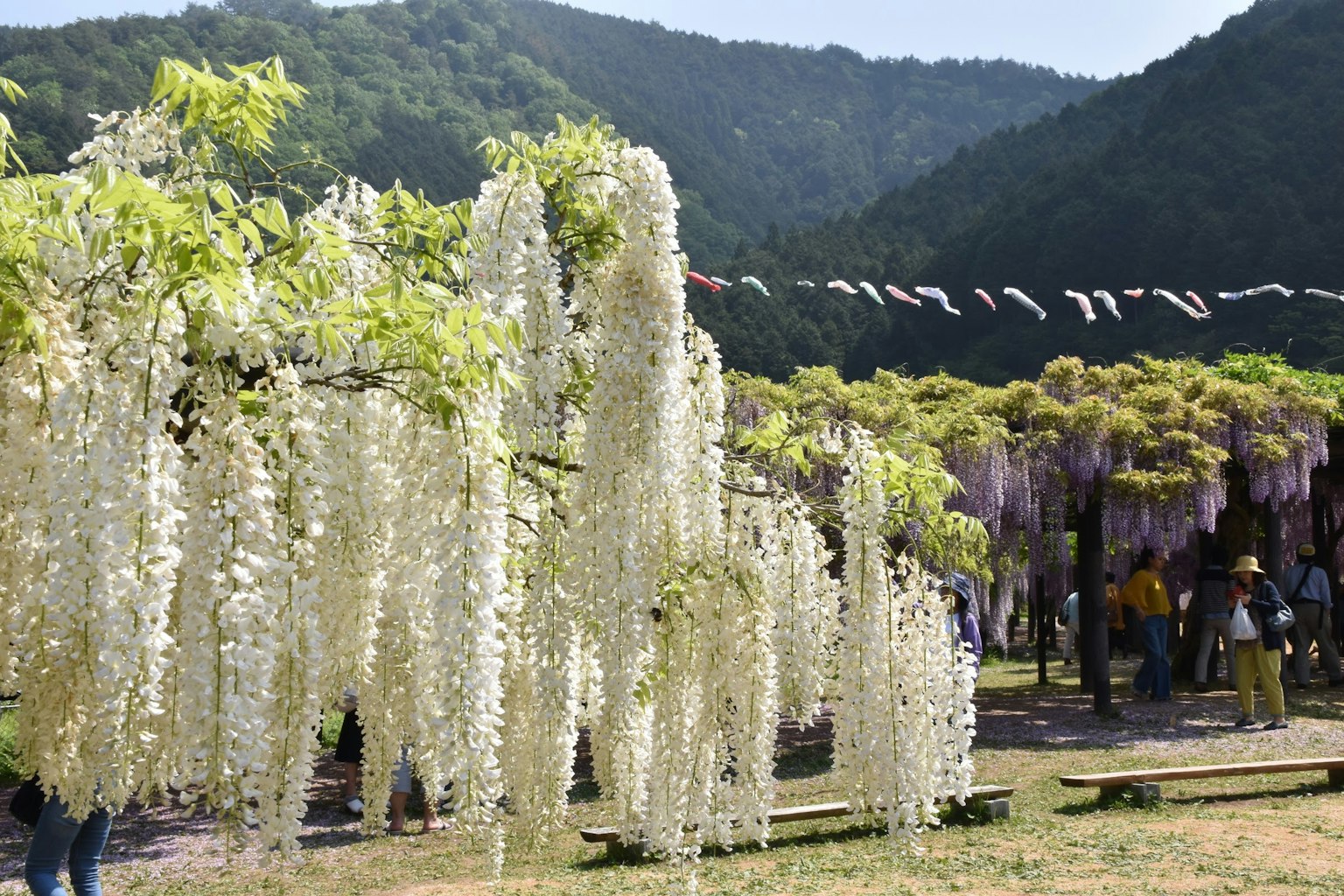 Szene mit schönen weißen Wisteria-Blüten in einem Park mit grünen Bergen und blauem Himmel