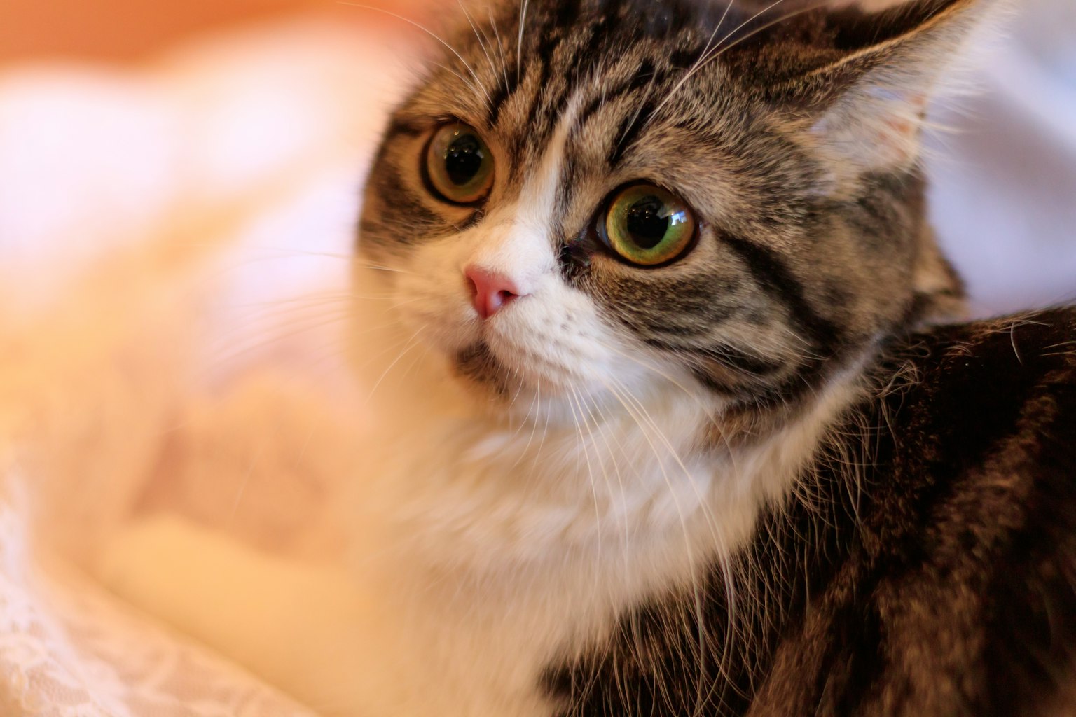Primo piano di un viso di gatto carino con grandi occhi e orecchie dritte