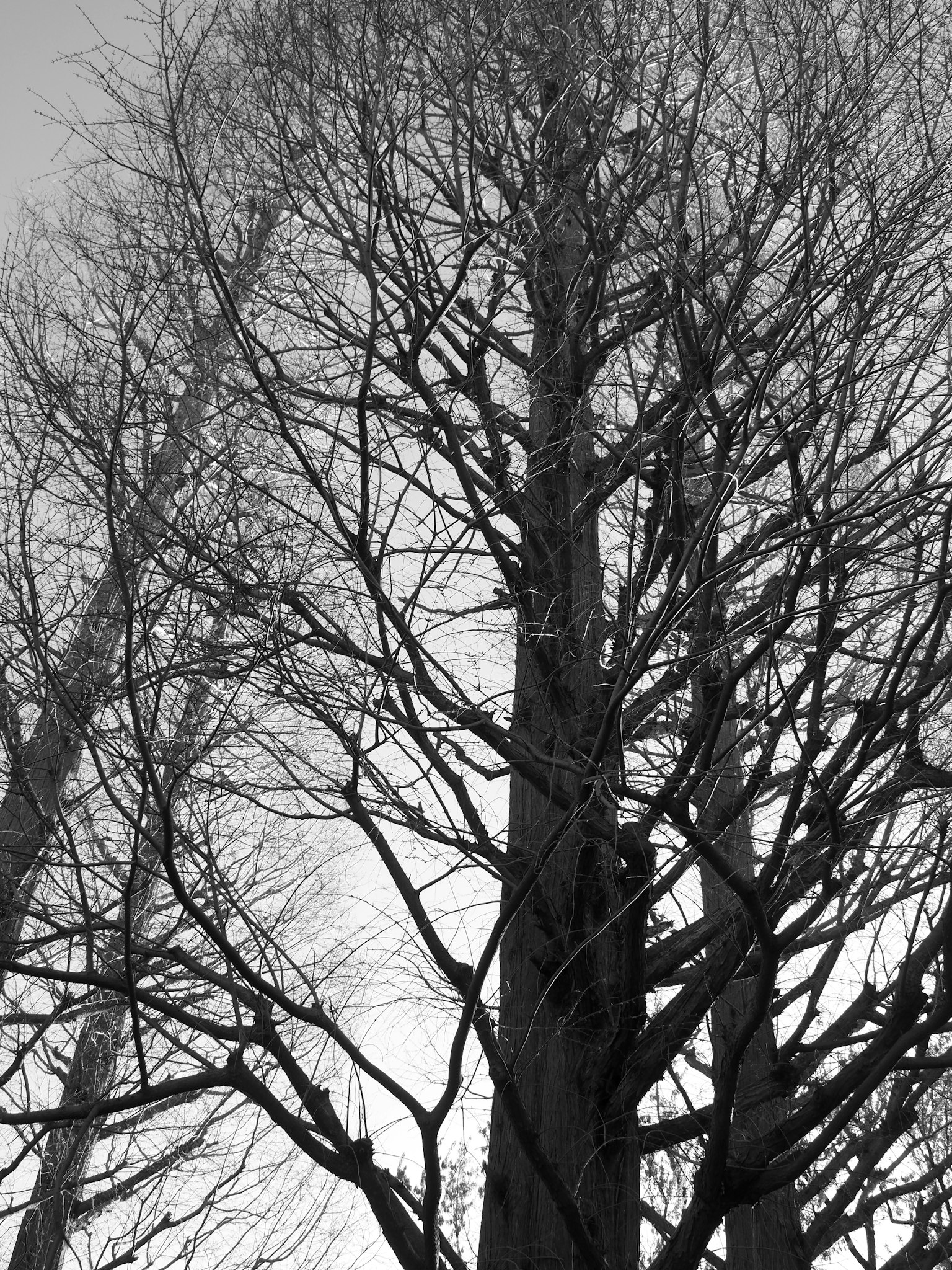 Imagen en blanco y negro de árboles altos con ramas intrincadas