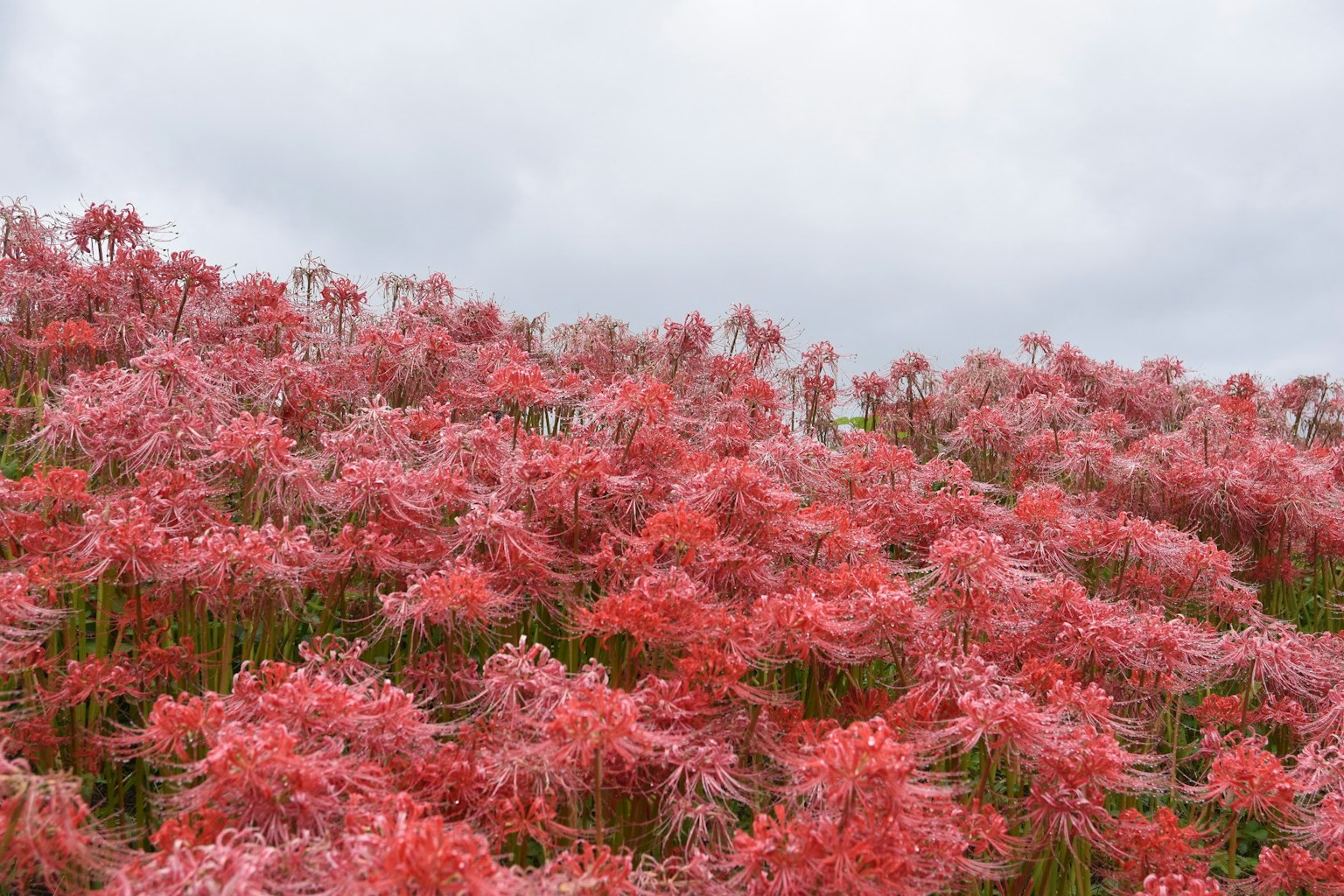 Eine Hügel Landschaft mit blühenden roten Spinnenlilien