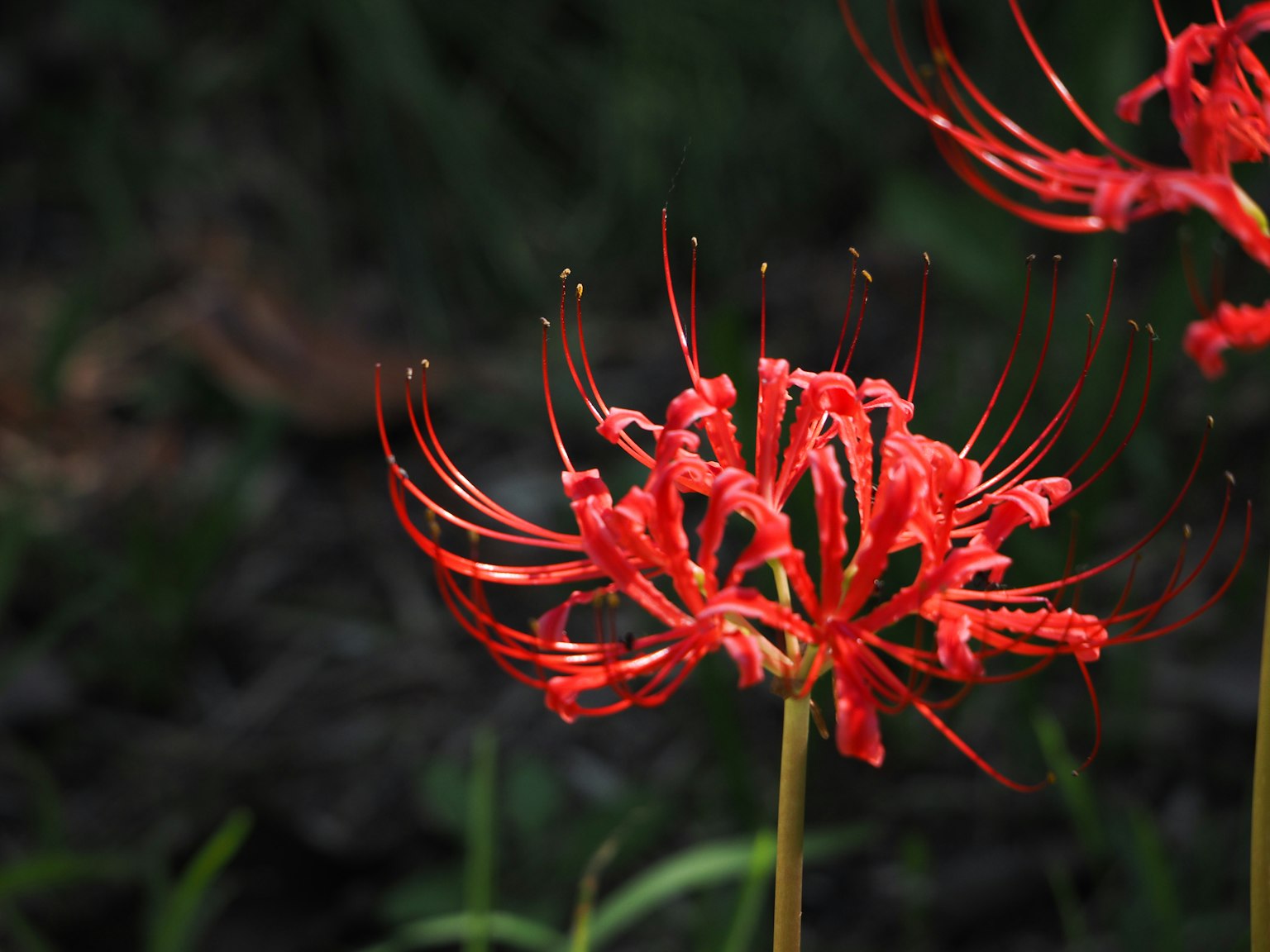 A cluster of vibrant red spider lilies against a dark green background