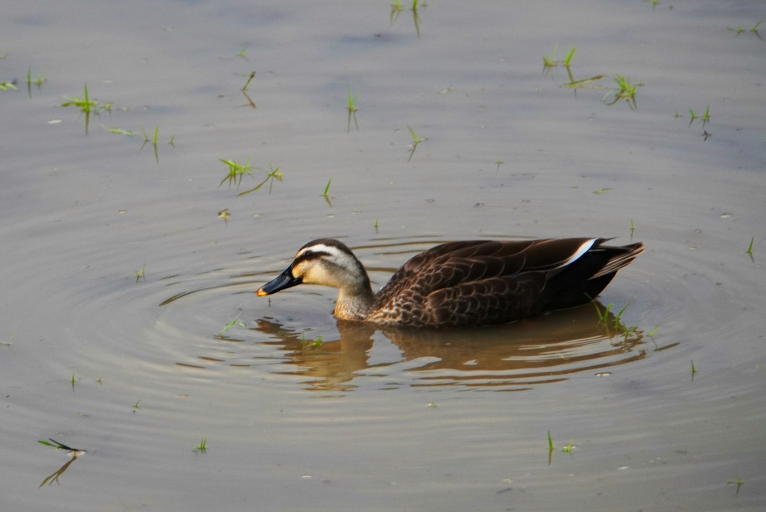 Eine Ente schwimmt auf der Wasseroberfläche mit bunten Federn