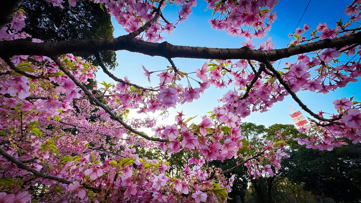 Nahaufnahme von Kirschbaumzweigen mit rosa Blüten vor blauem Himmel